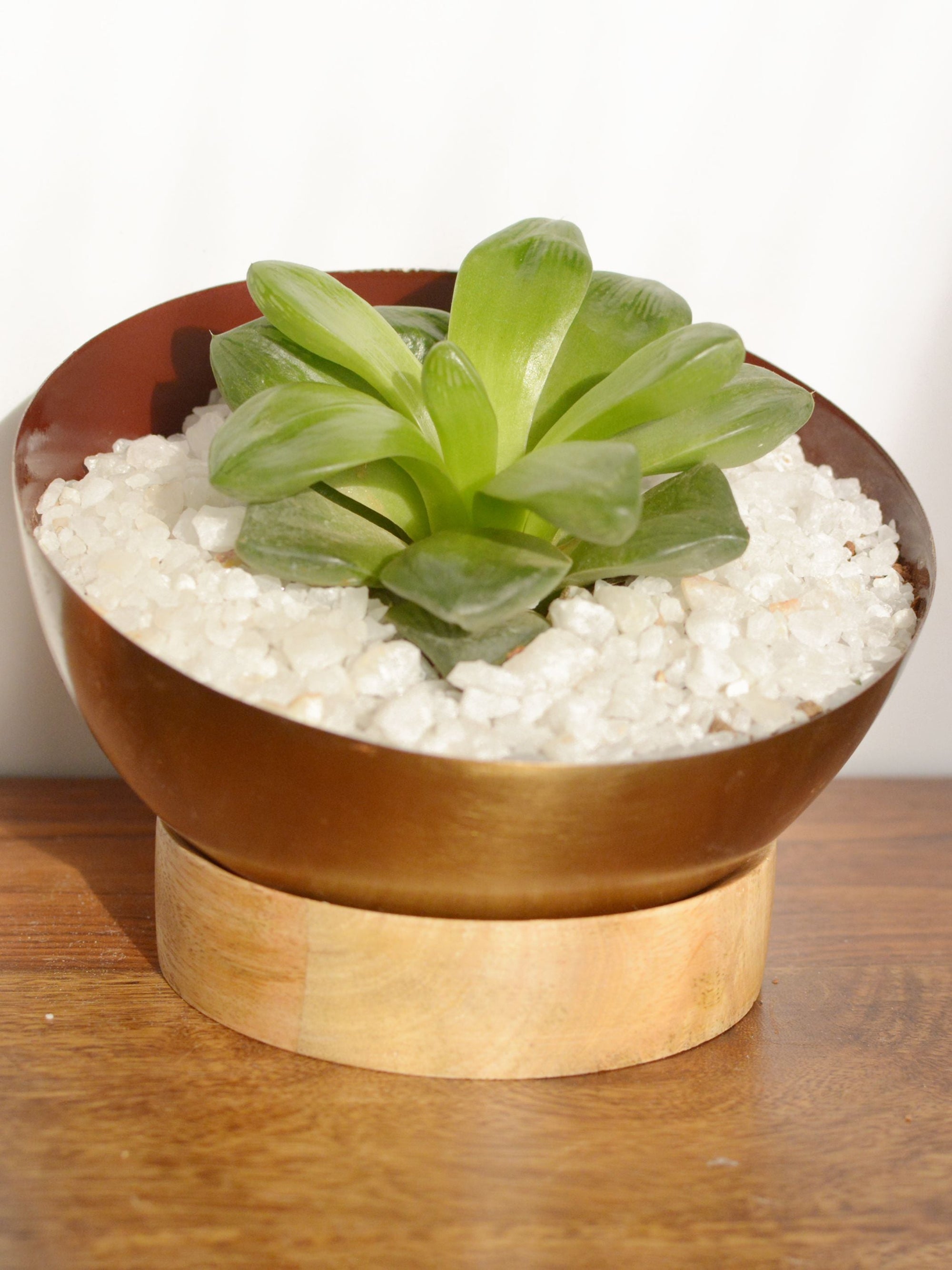 Nova Succulent Planter with wooden base