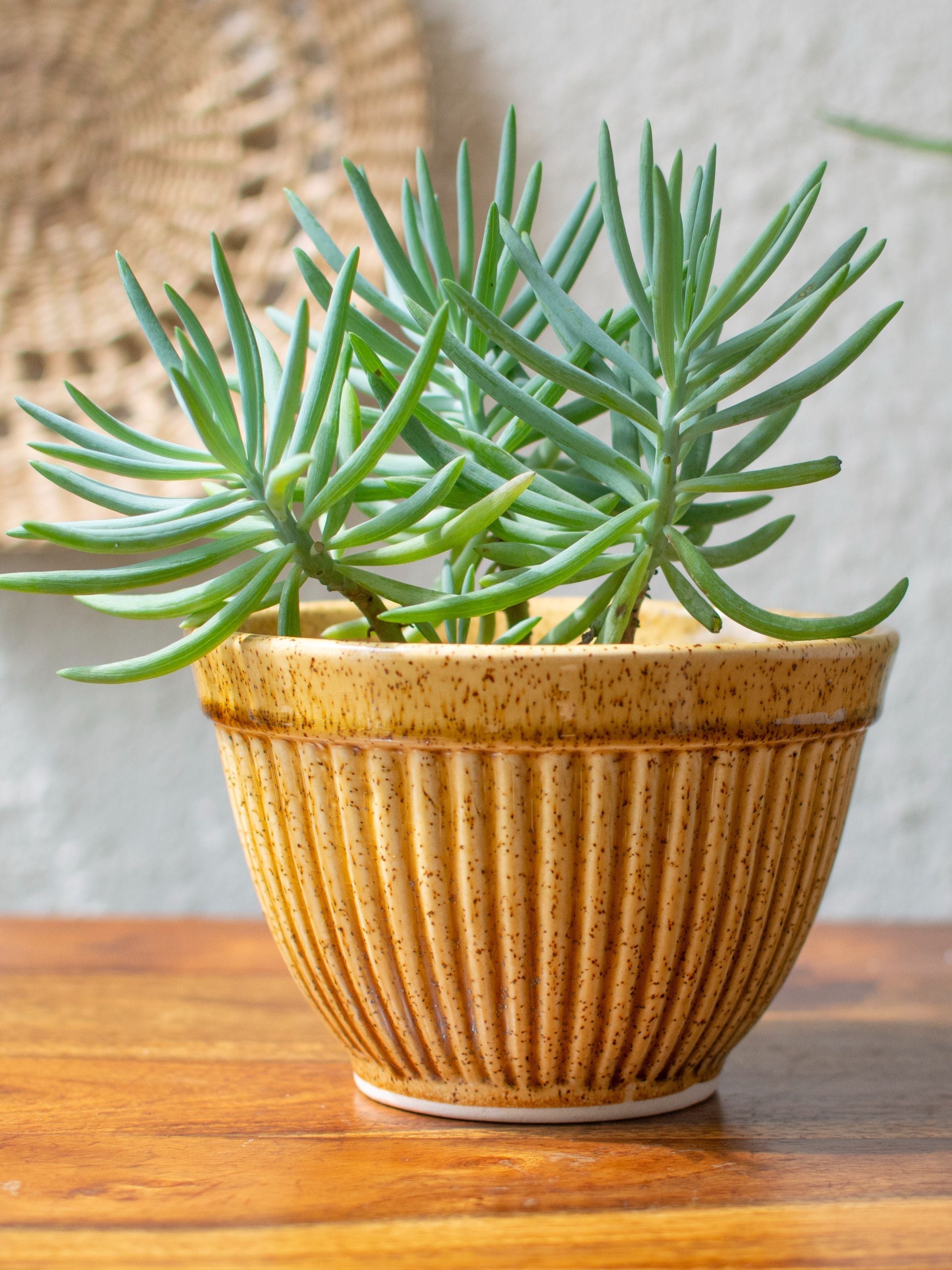 Ochre Textured Ceramic Planter