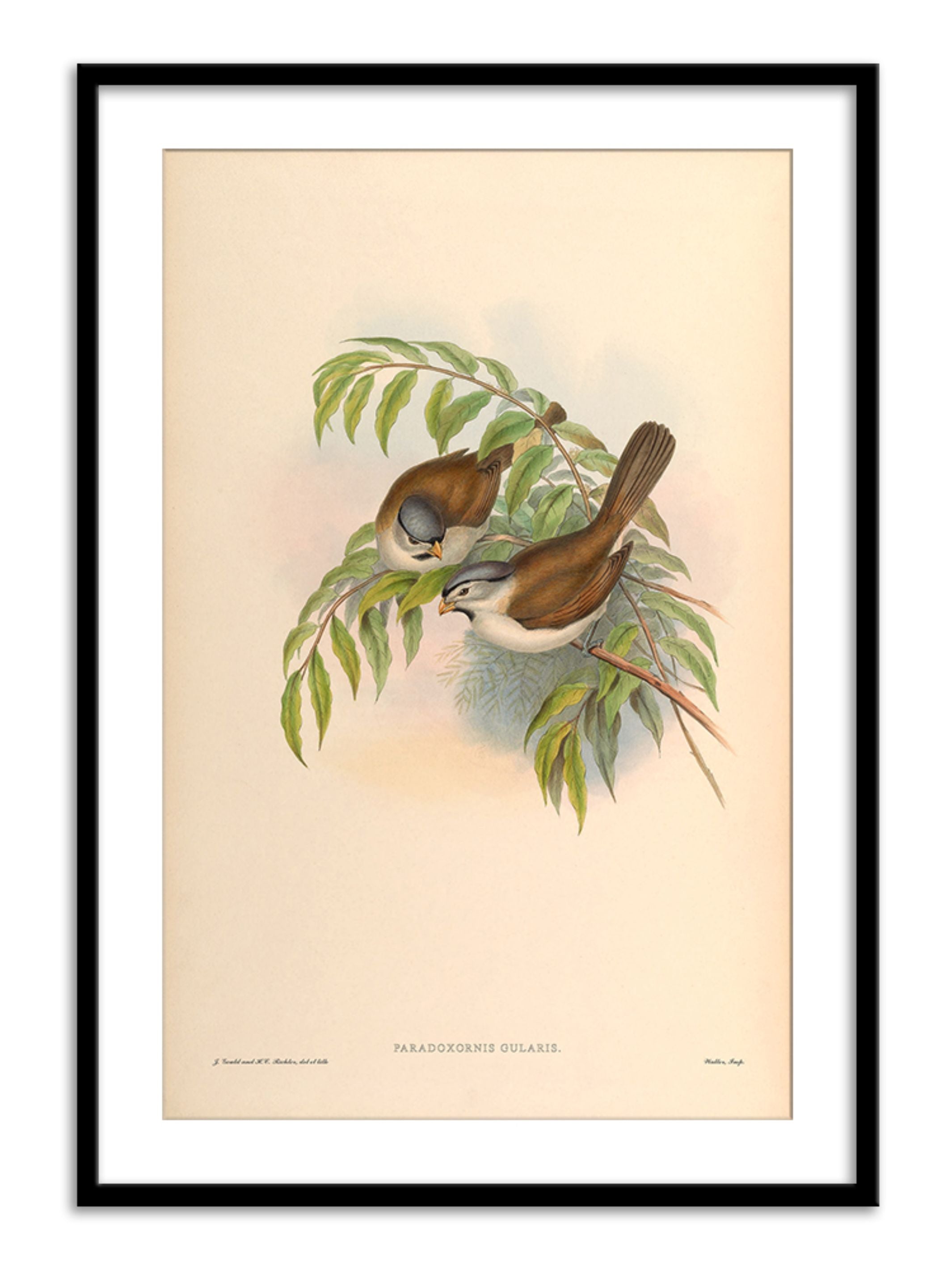 Wall Prints - Paradoxornis Gularis