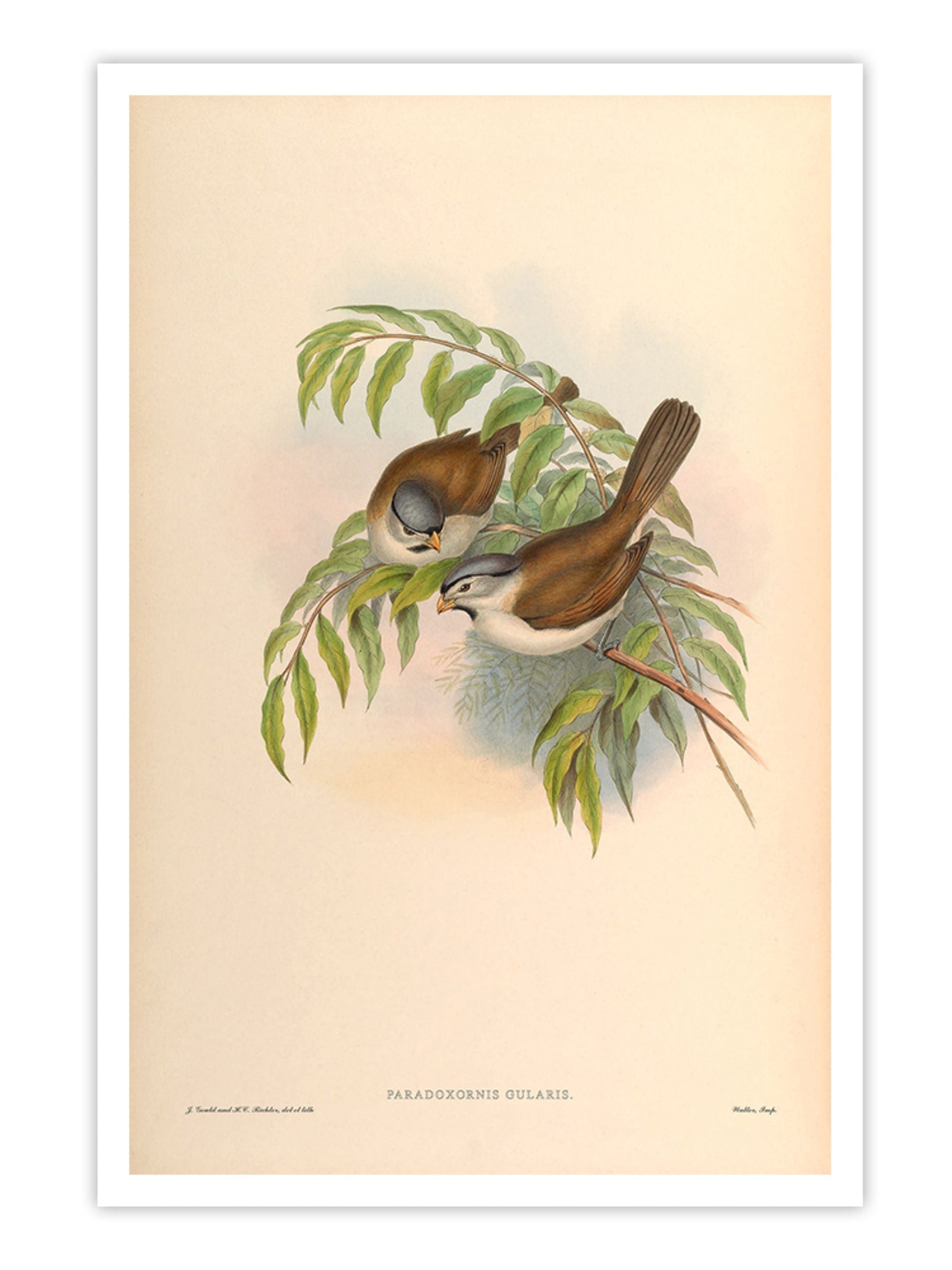 Wall Prints - Paradoxornis Gularis