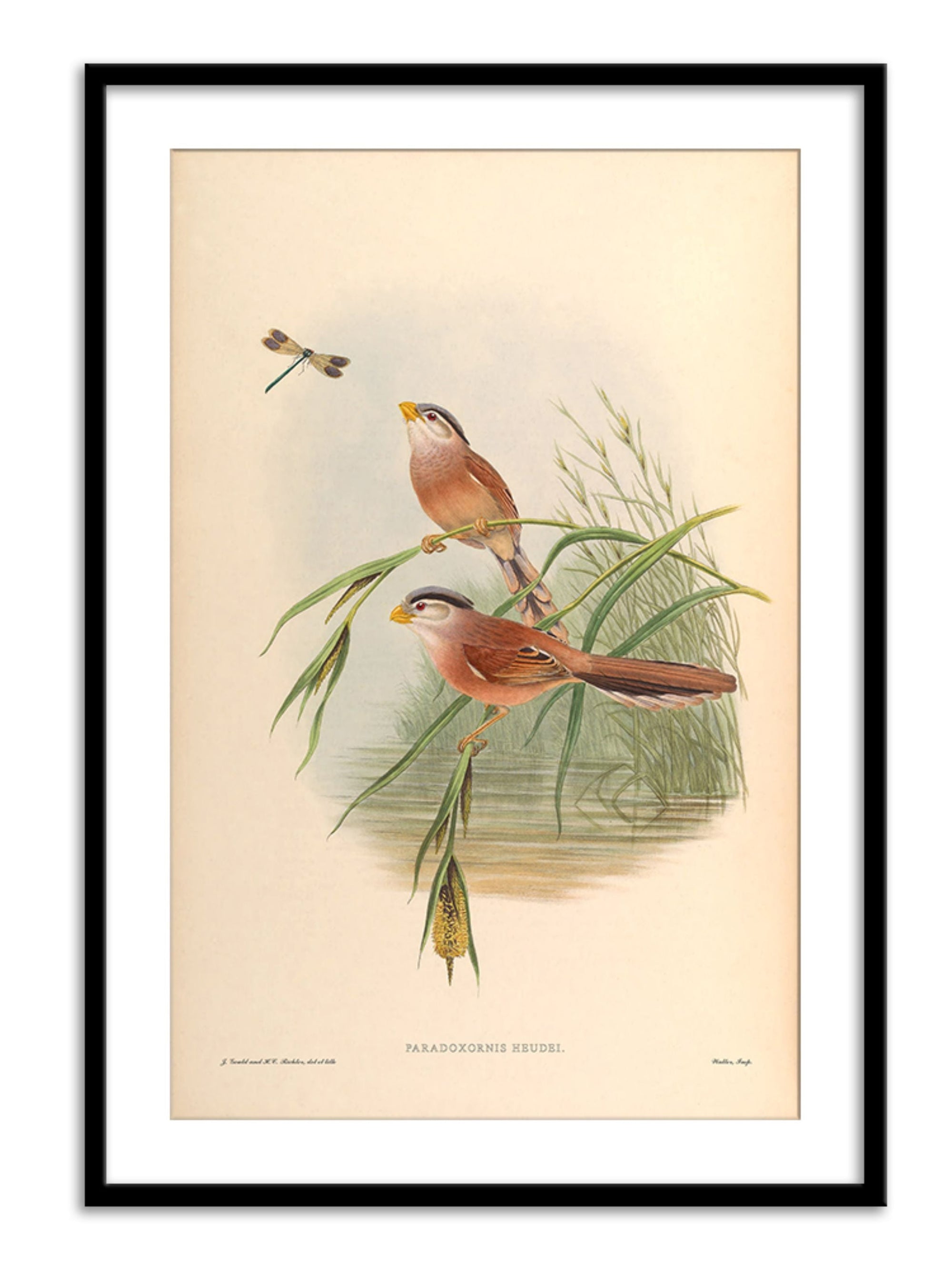 Wall Prints - Paradoxornis Heudei