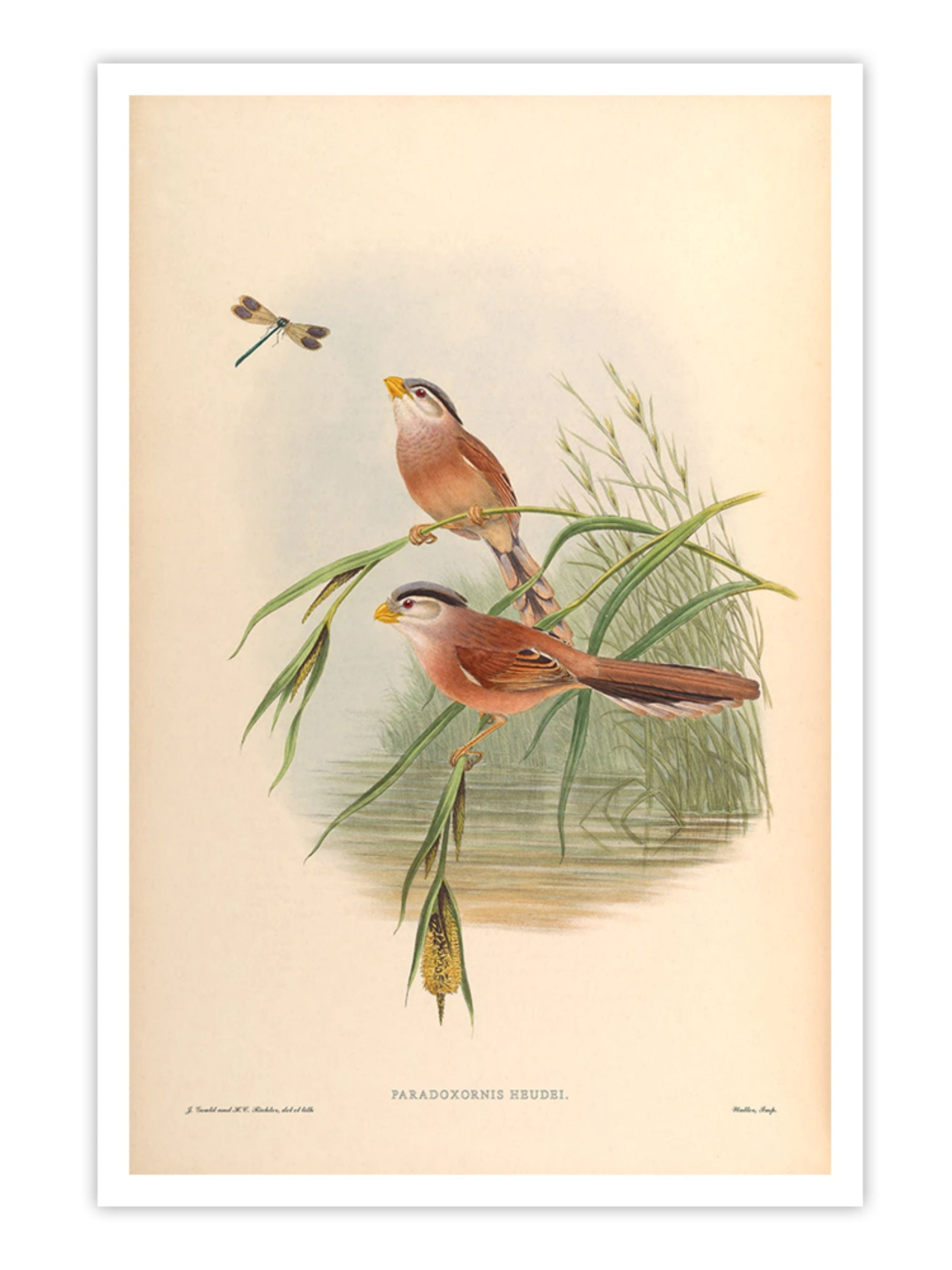 Wall Prints - Paradoxornis Heudei