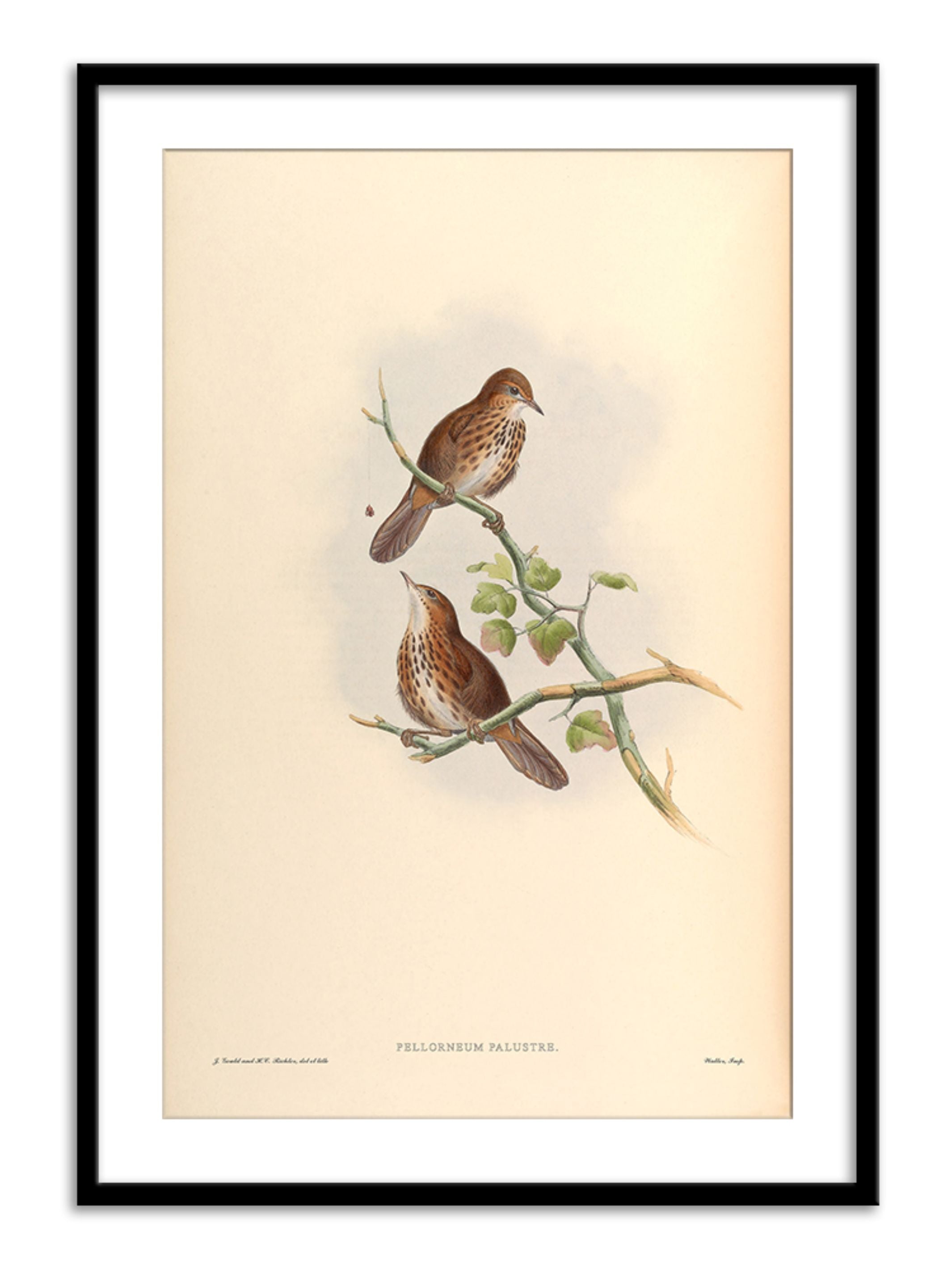 Wall Prints - Pellorneum Palustre