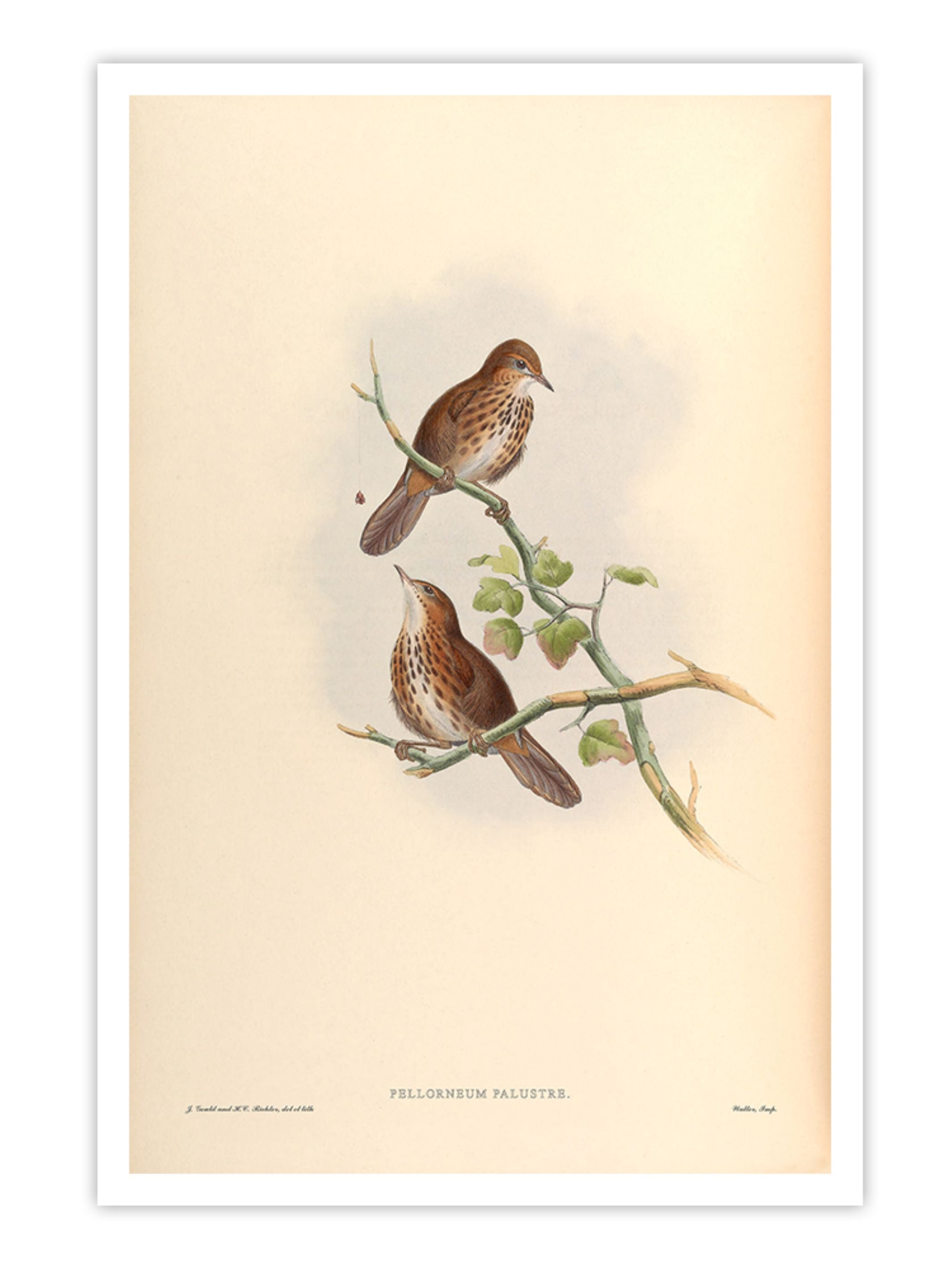 Wall Prints - Pellorneum Palustre