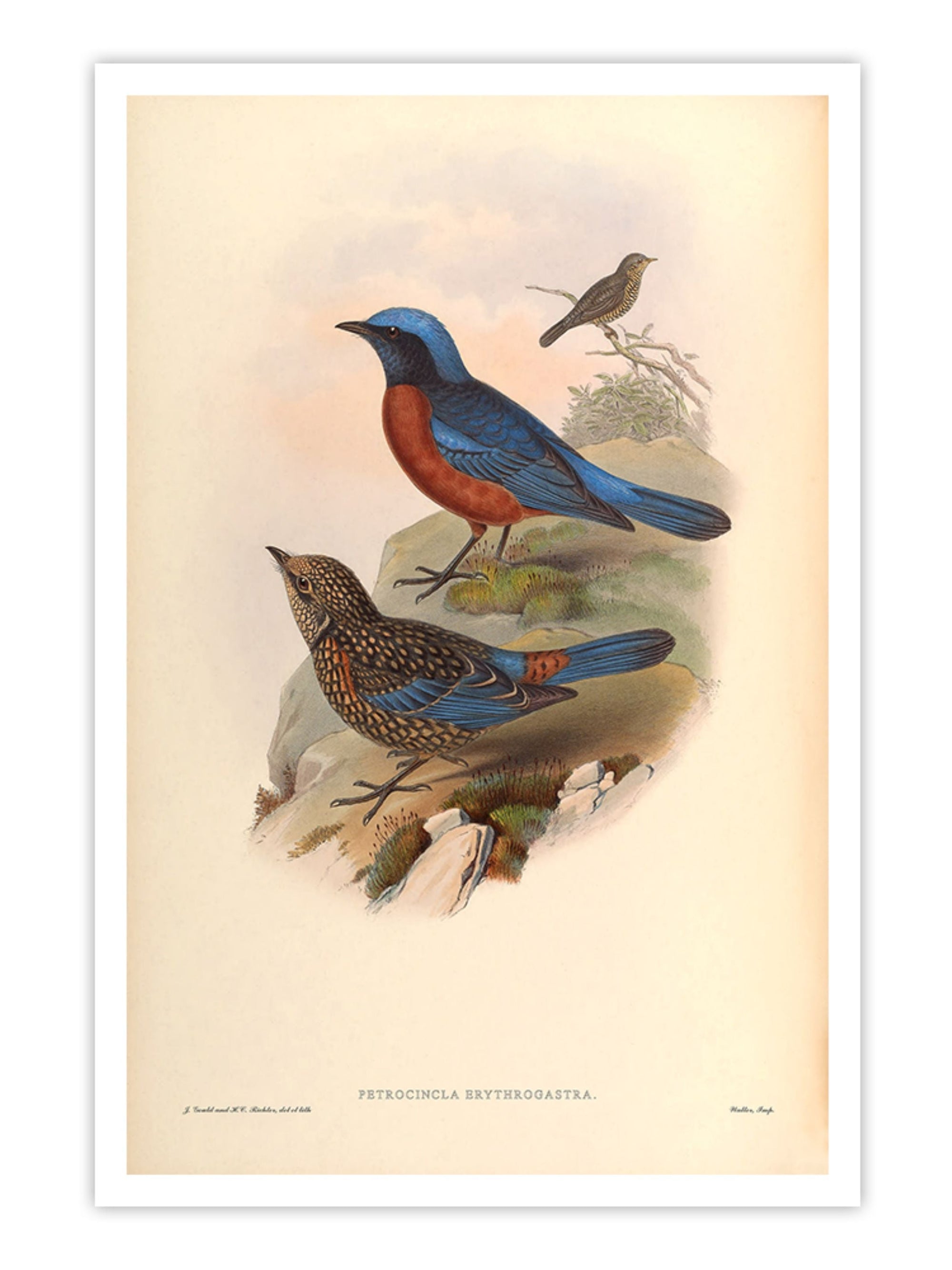 Wall Prints - Petrocincla Erythrogastra