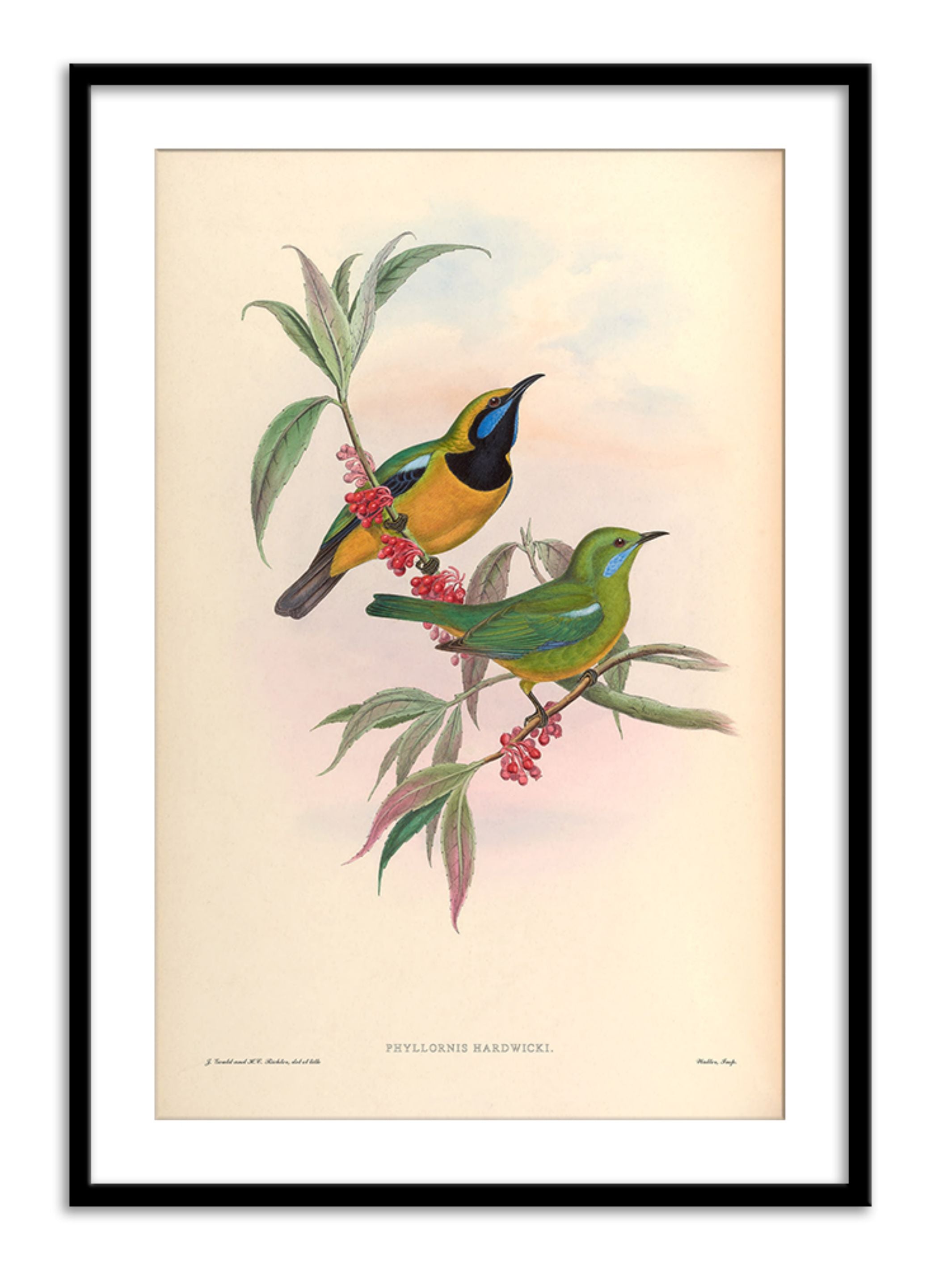 Wall Prints - Phyllornis Hardwicki