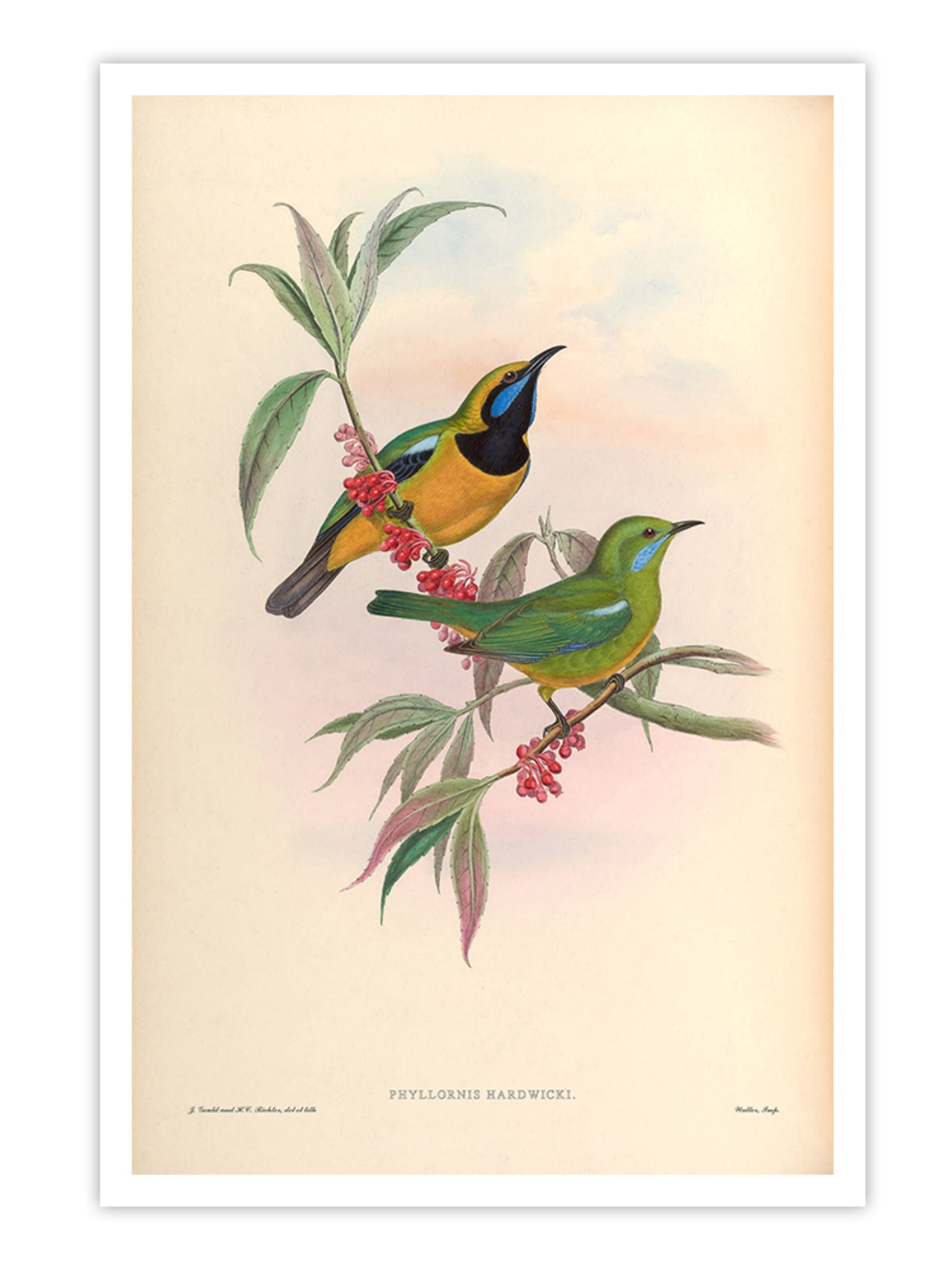 Wall Prints - Phyllornis Hardwicki