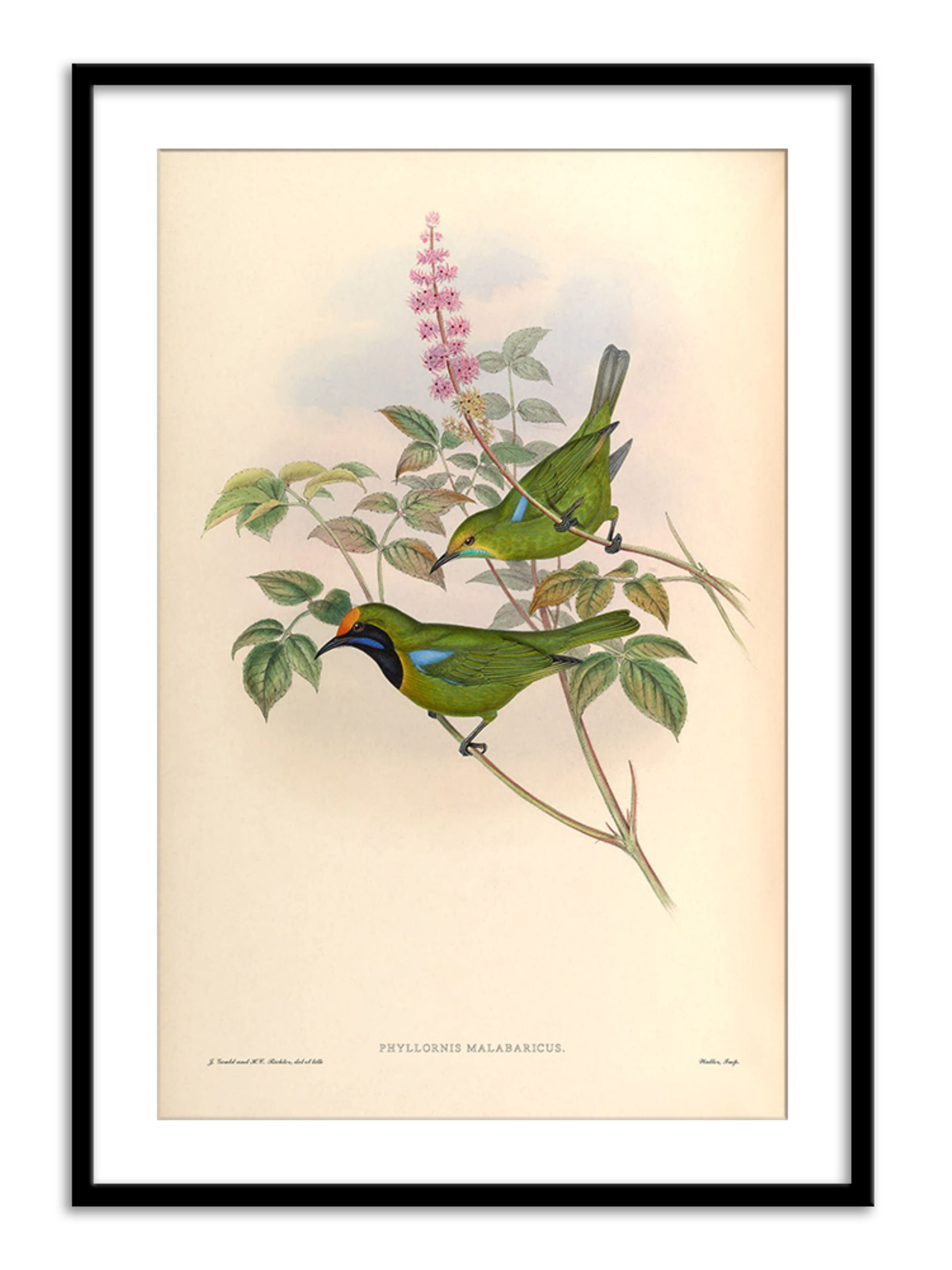 Wall Prints - Phyllornis Malabaricus