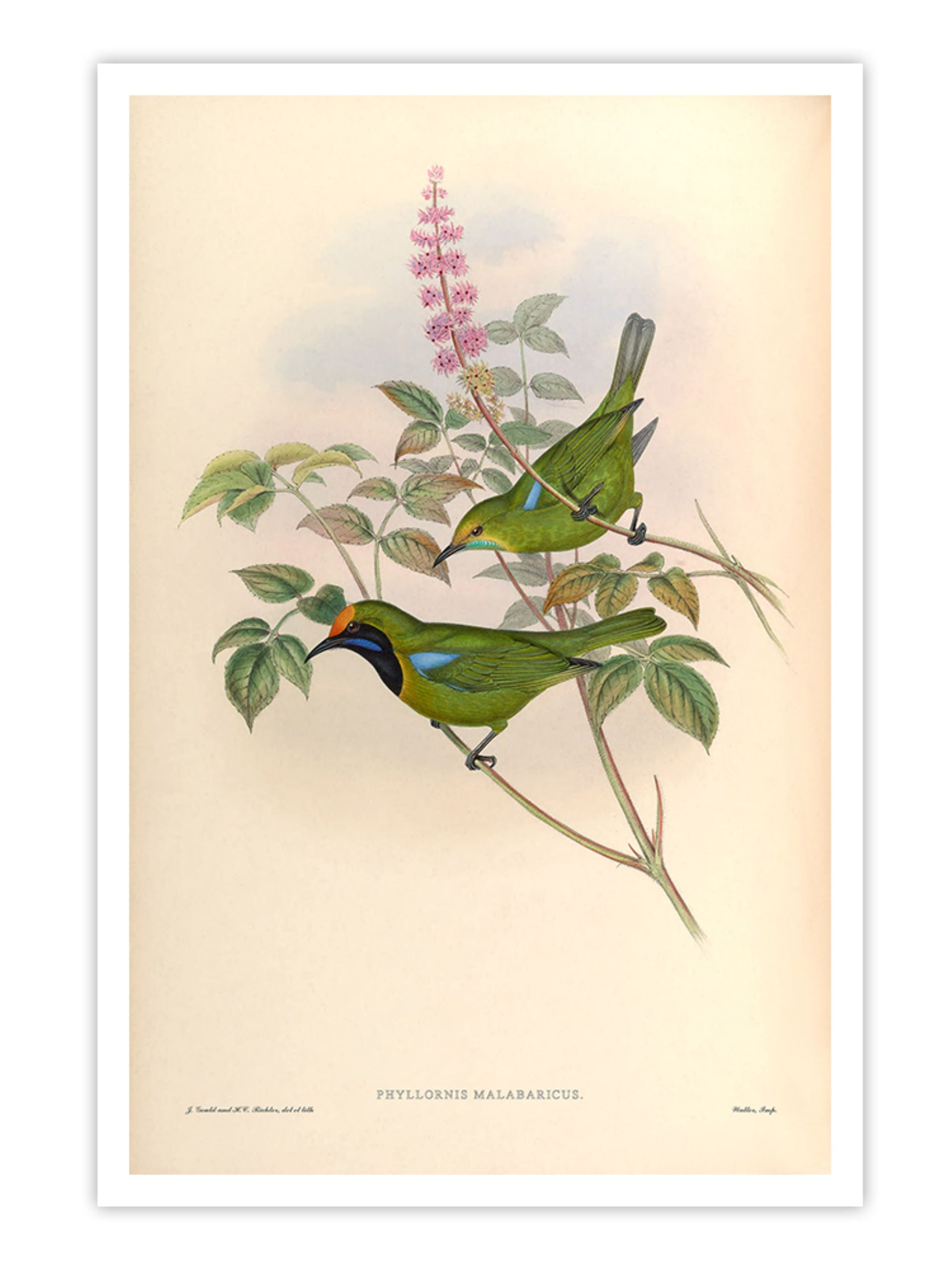 Wall Prints - Phyllornis Malabaricus