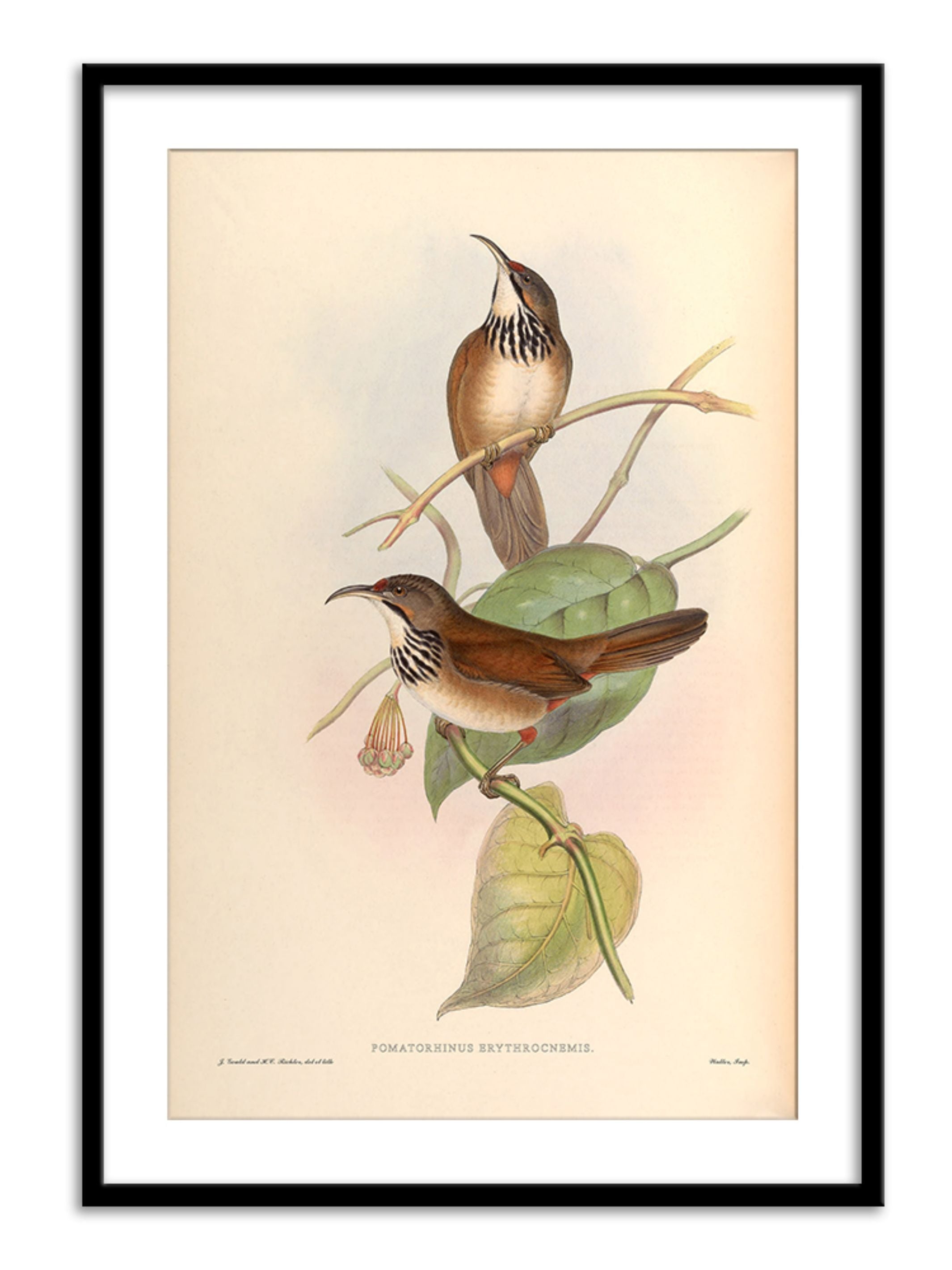 Wall Prints - Pomatorhinus Erythrocnemis