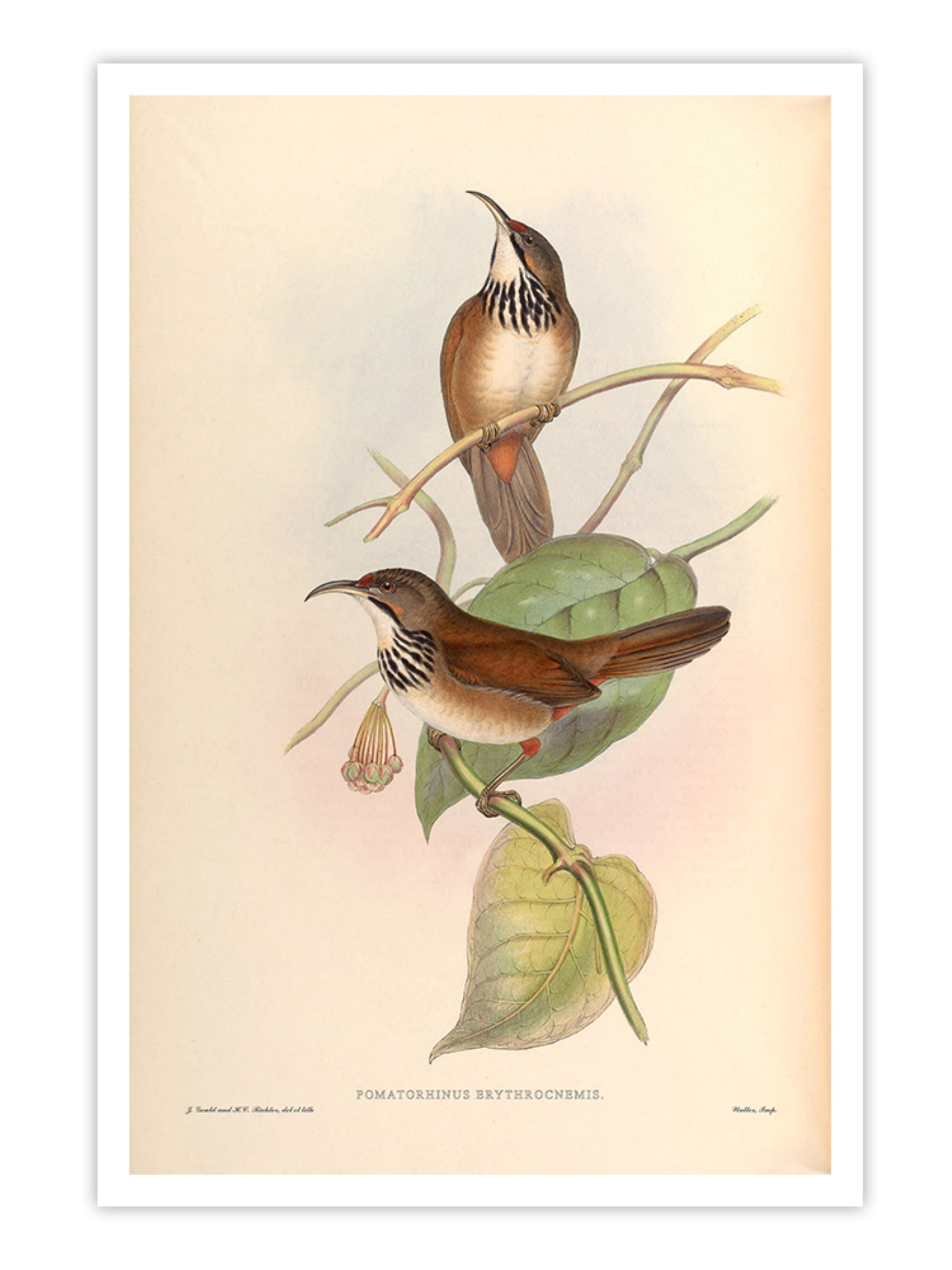 Wall Prints - Pomatorhinus Erythrocnemis