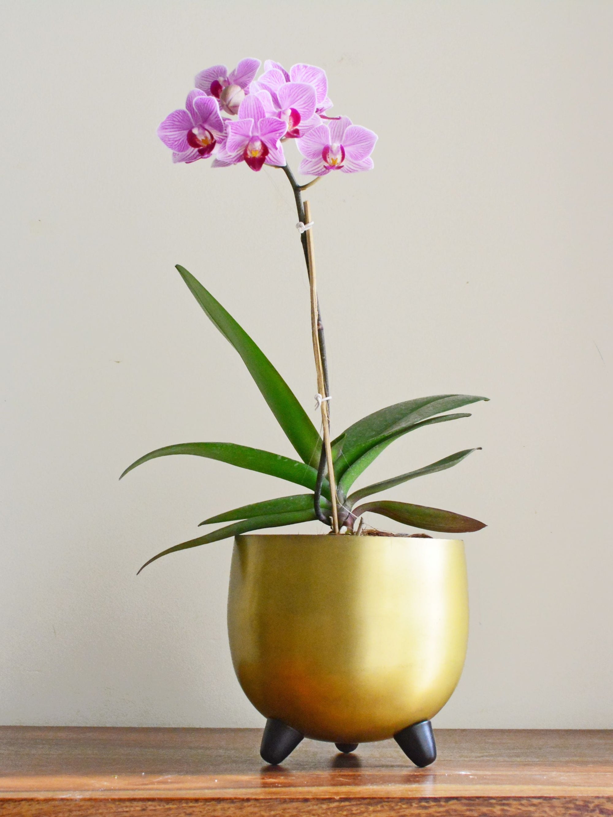 Portia Planter