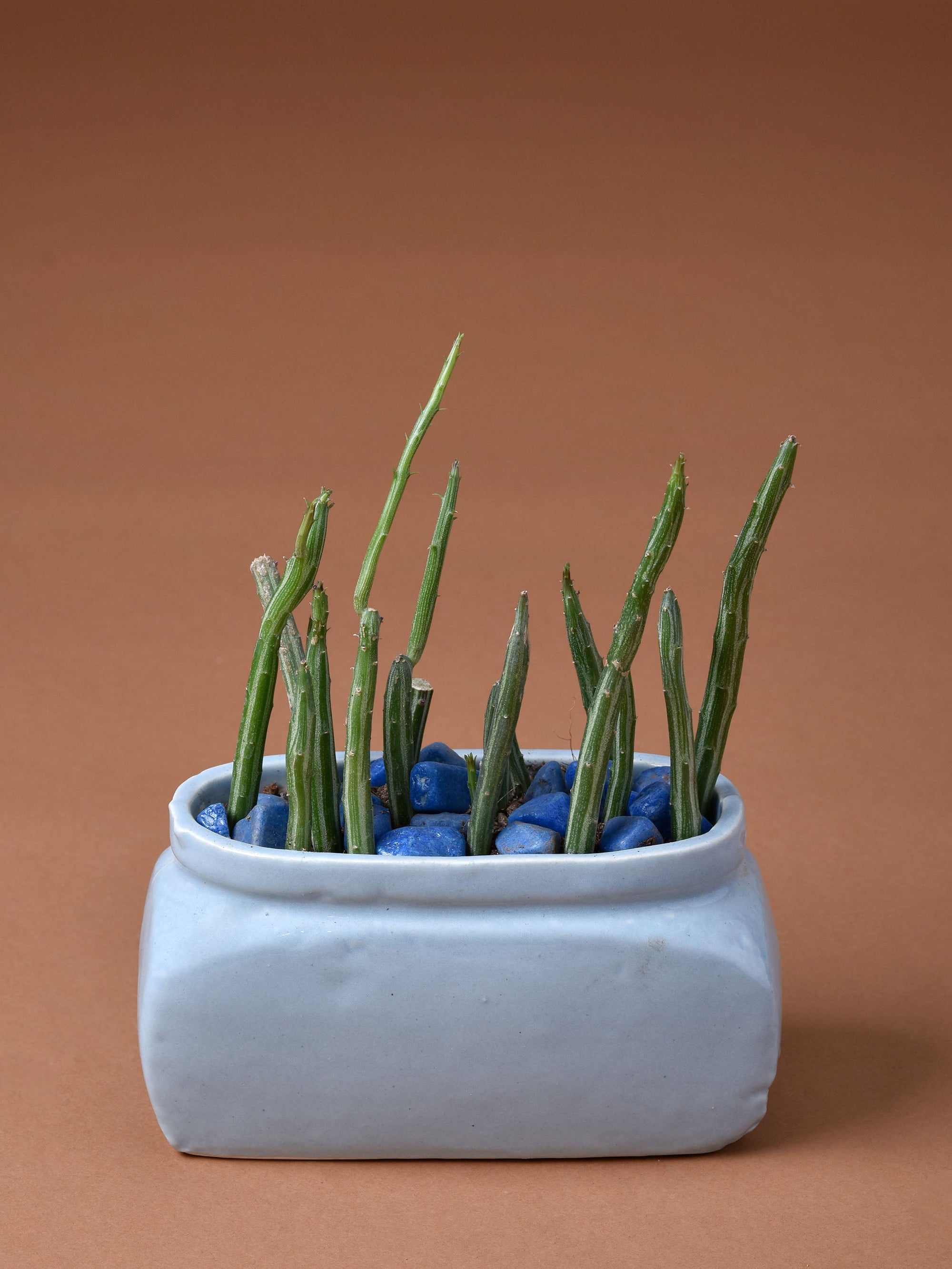 Rectangle Planter with Oval rim