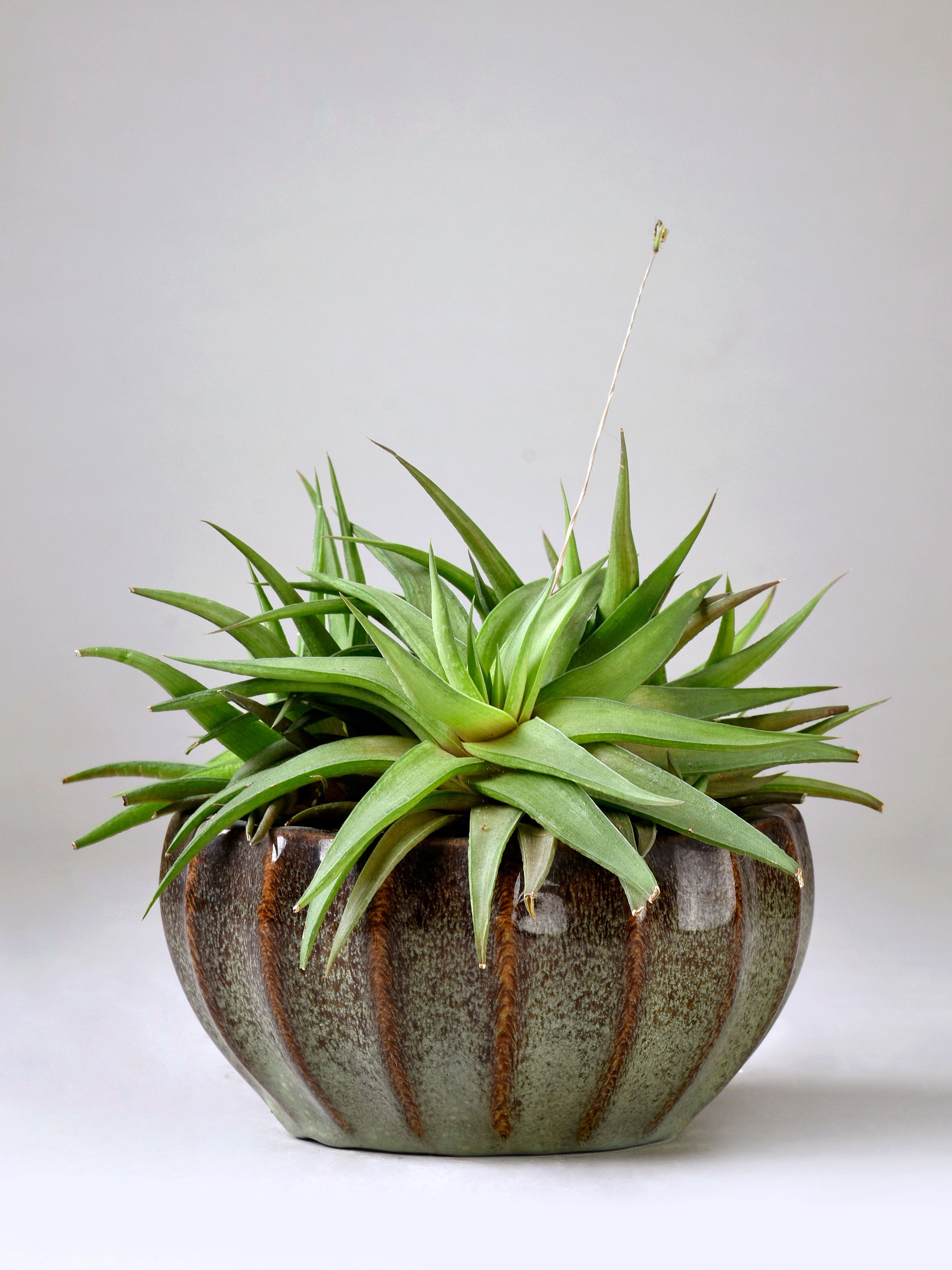 Ribbed Ceramic Fern Planter