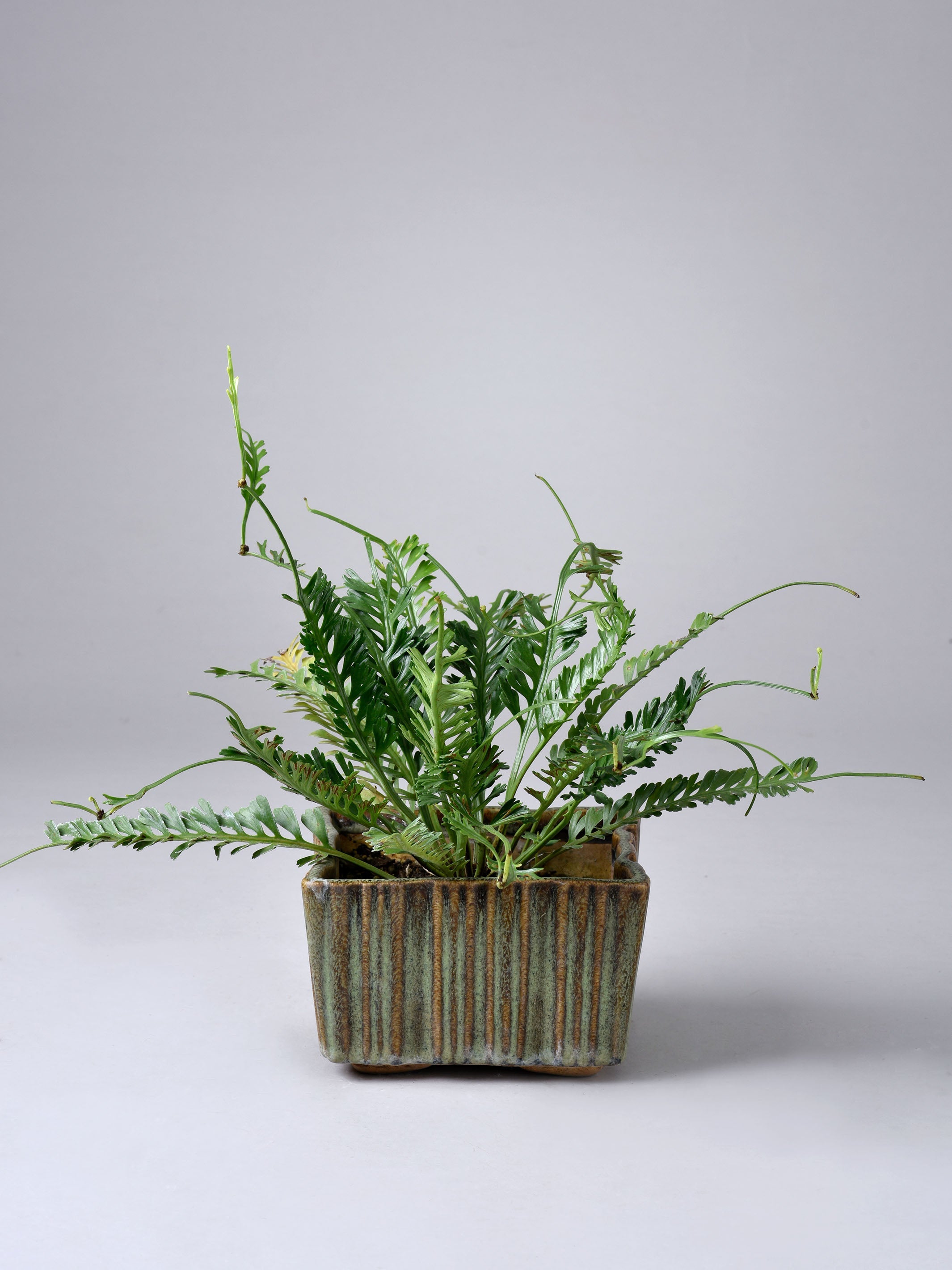 Ribbed Square Ceramic Planter Set of 3