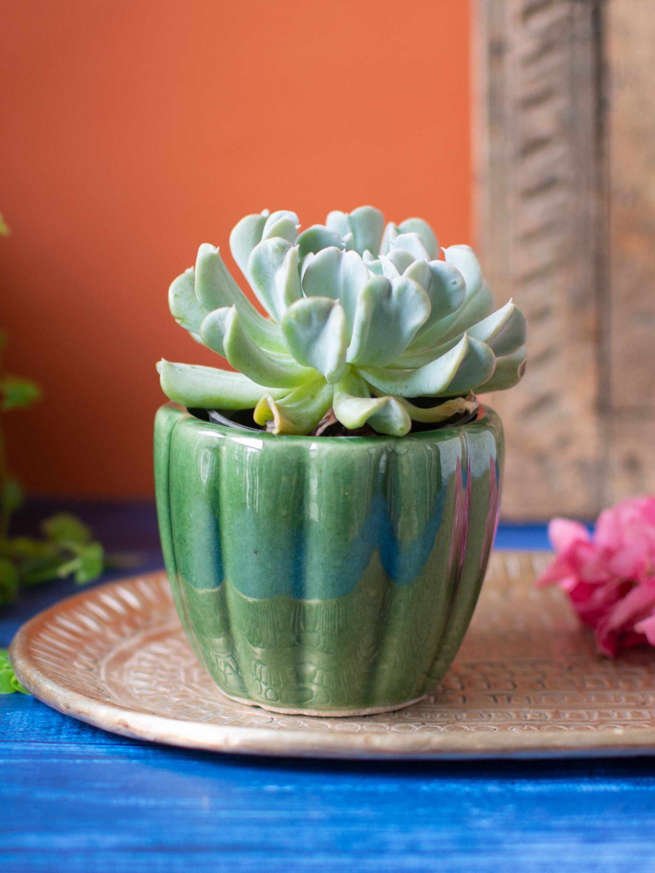 Ridged Ceramic Succulent Planter Set of 2