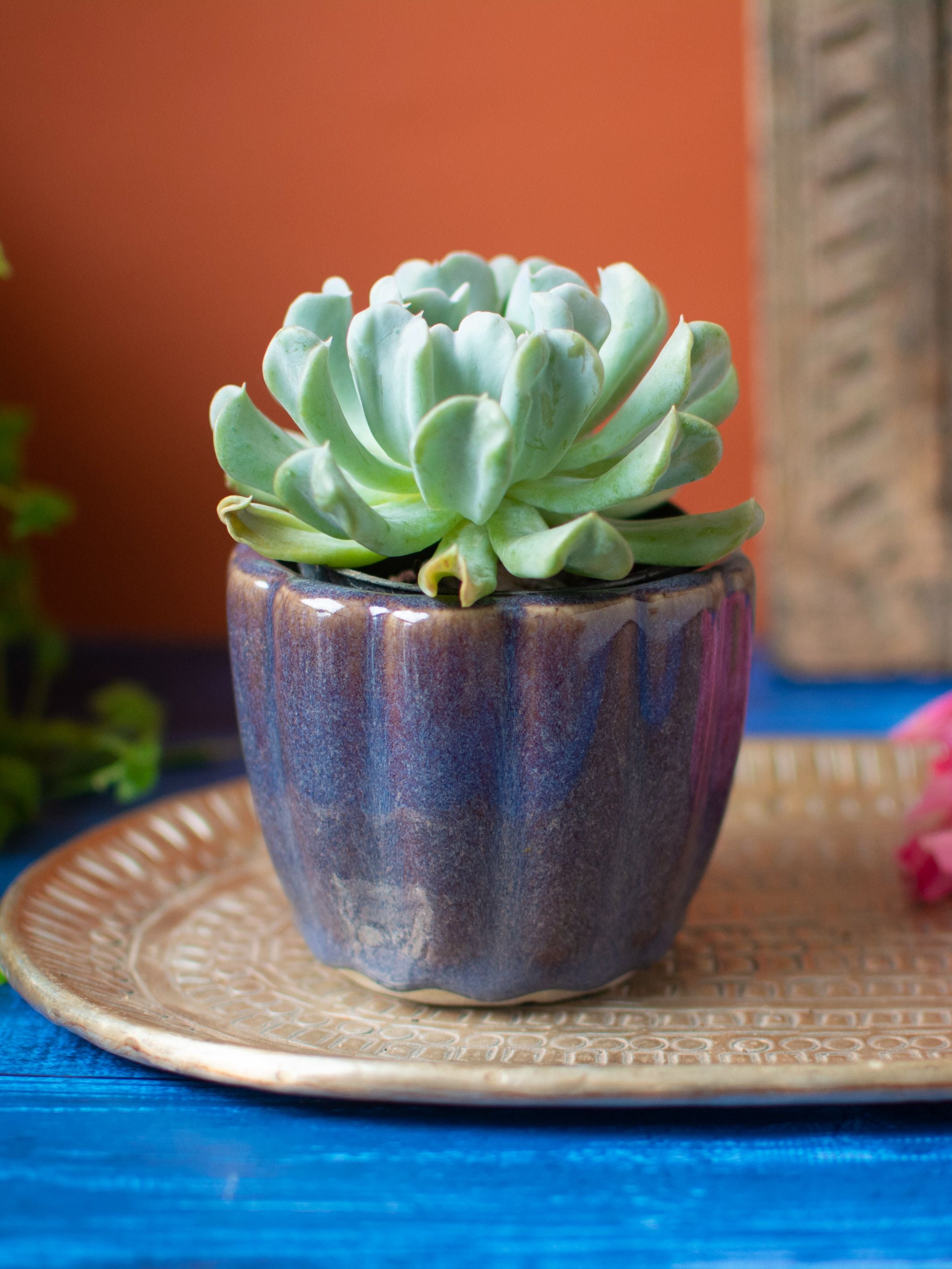 Ridged Ceramic Succulent Planter Set of 3