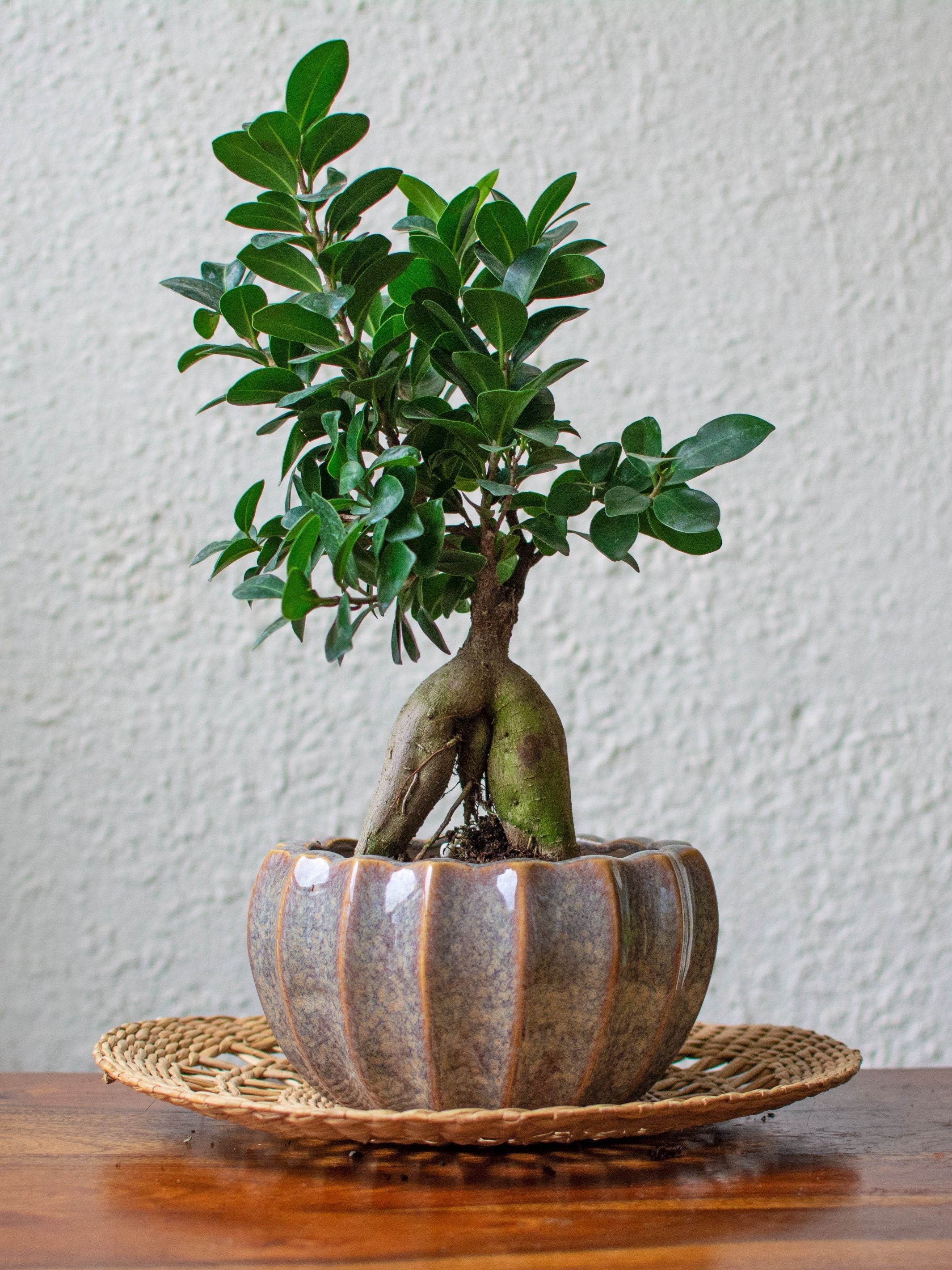 Ridged Earthy Ceramic Planter