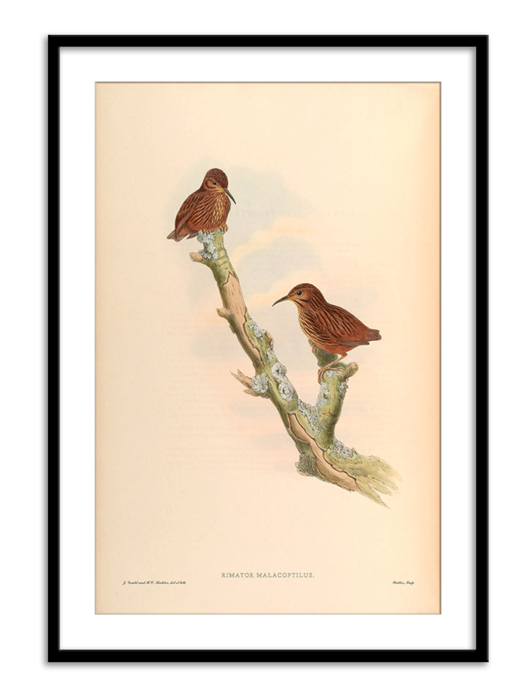 Wall Prints - Rimator Malacoptilus