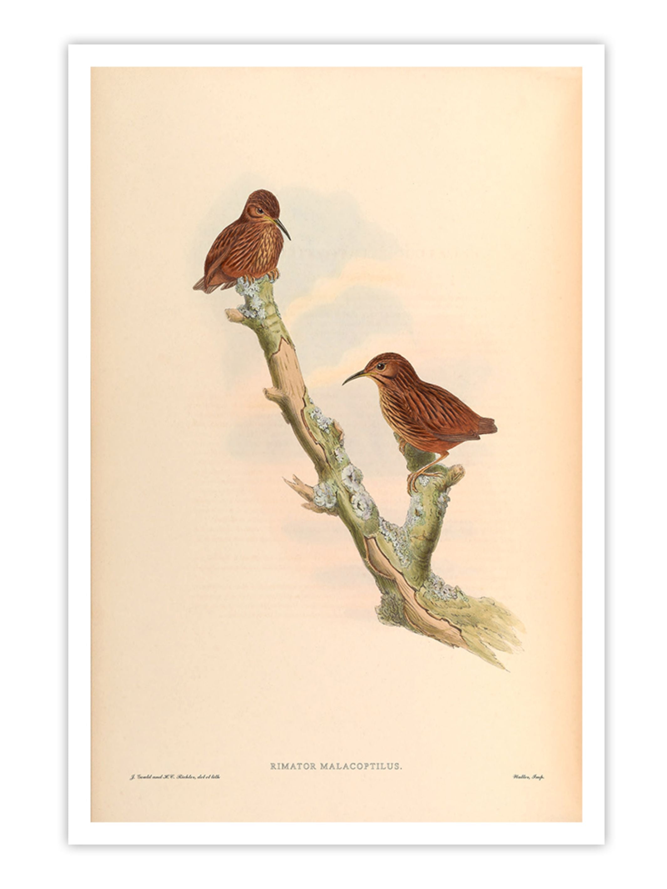 Wall Prints - Rimator Malacoptilus