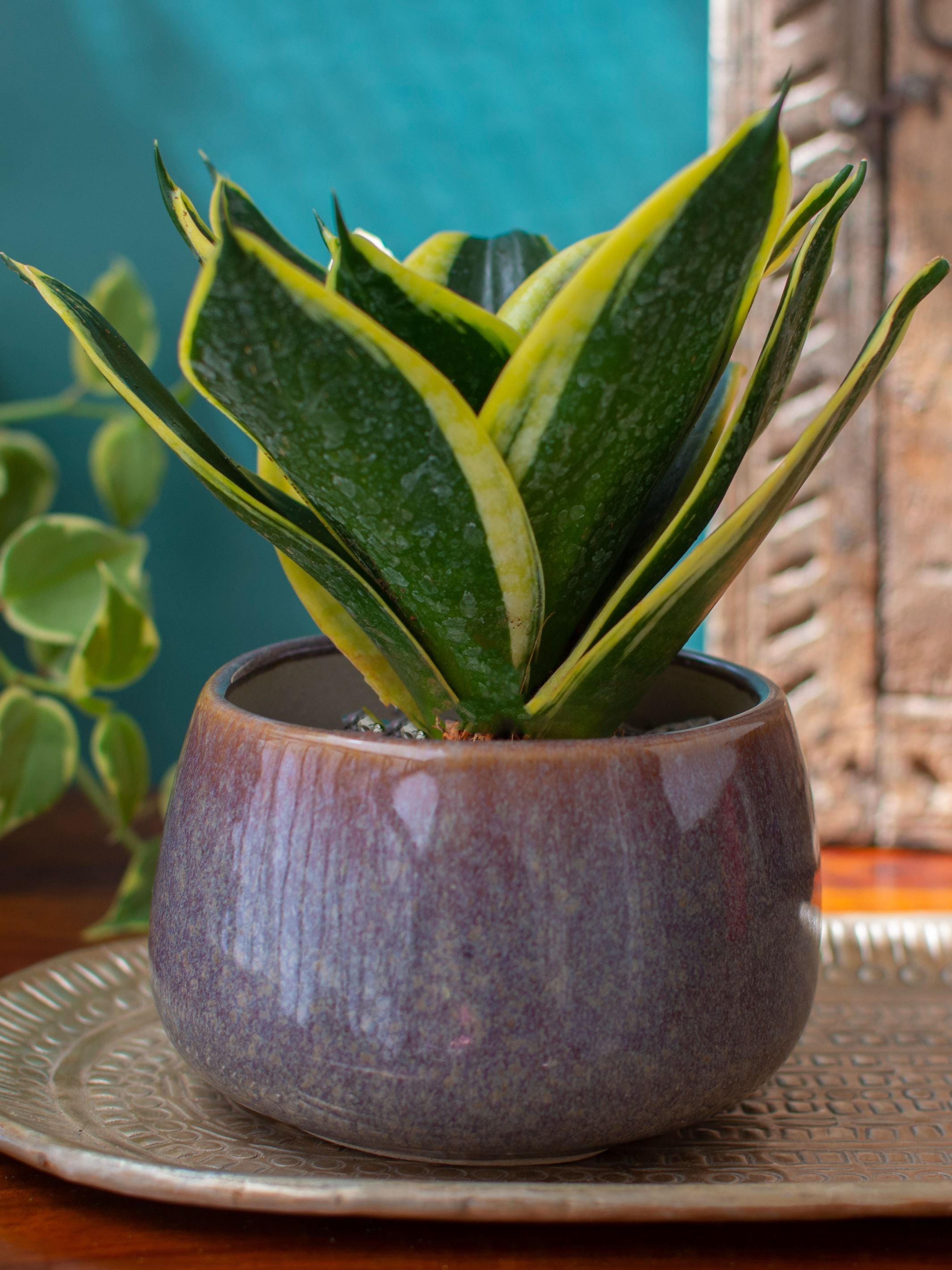 Round Ceramic Bonsai Planter Grey