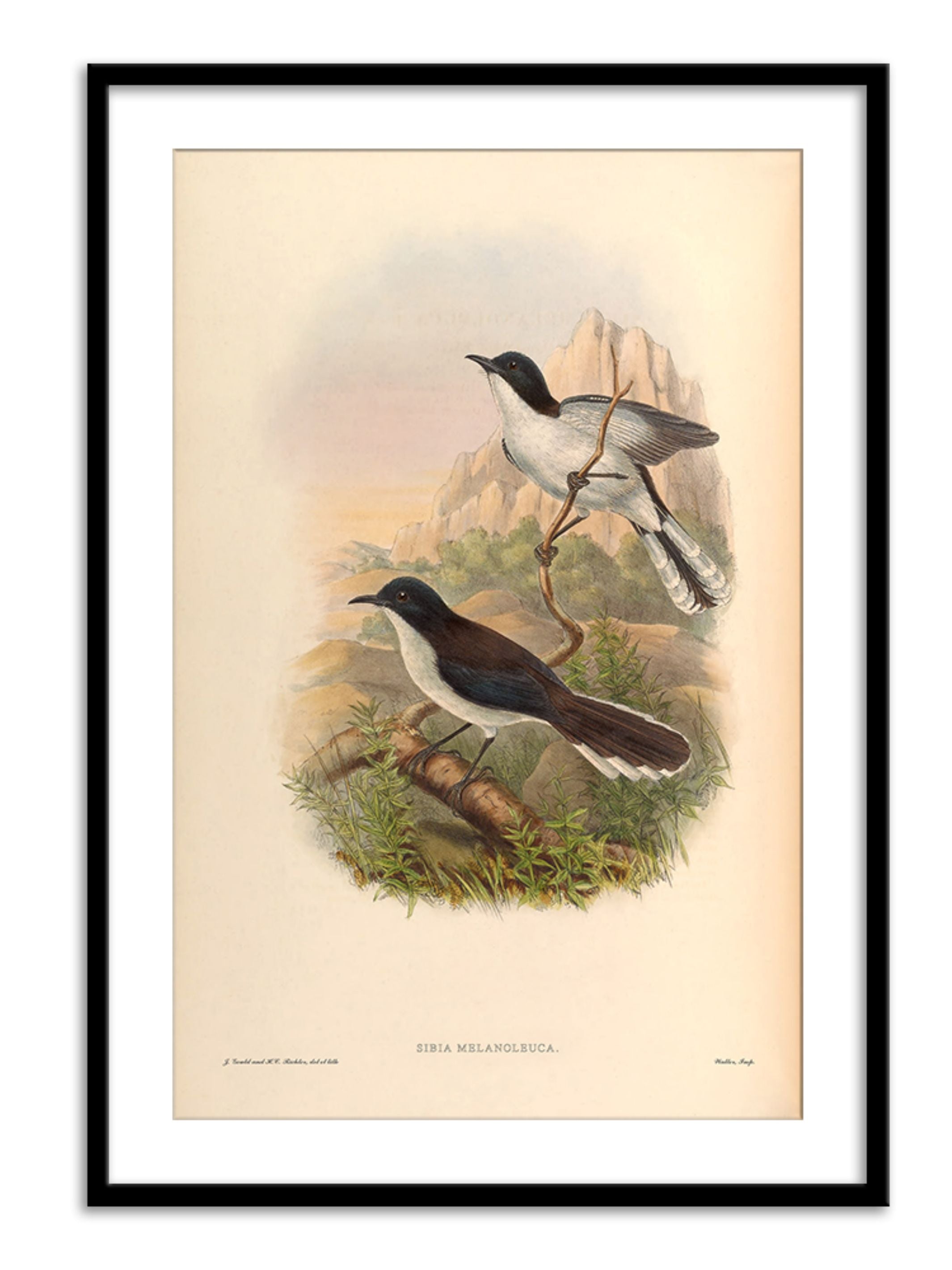 Wall Prints - Sibia Melanoleuca