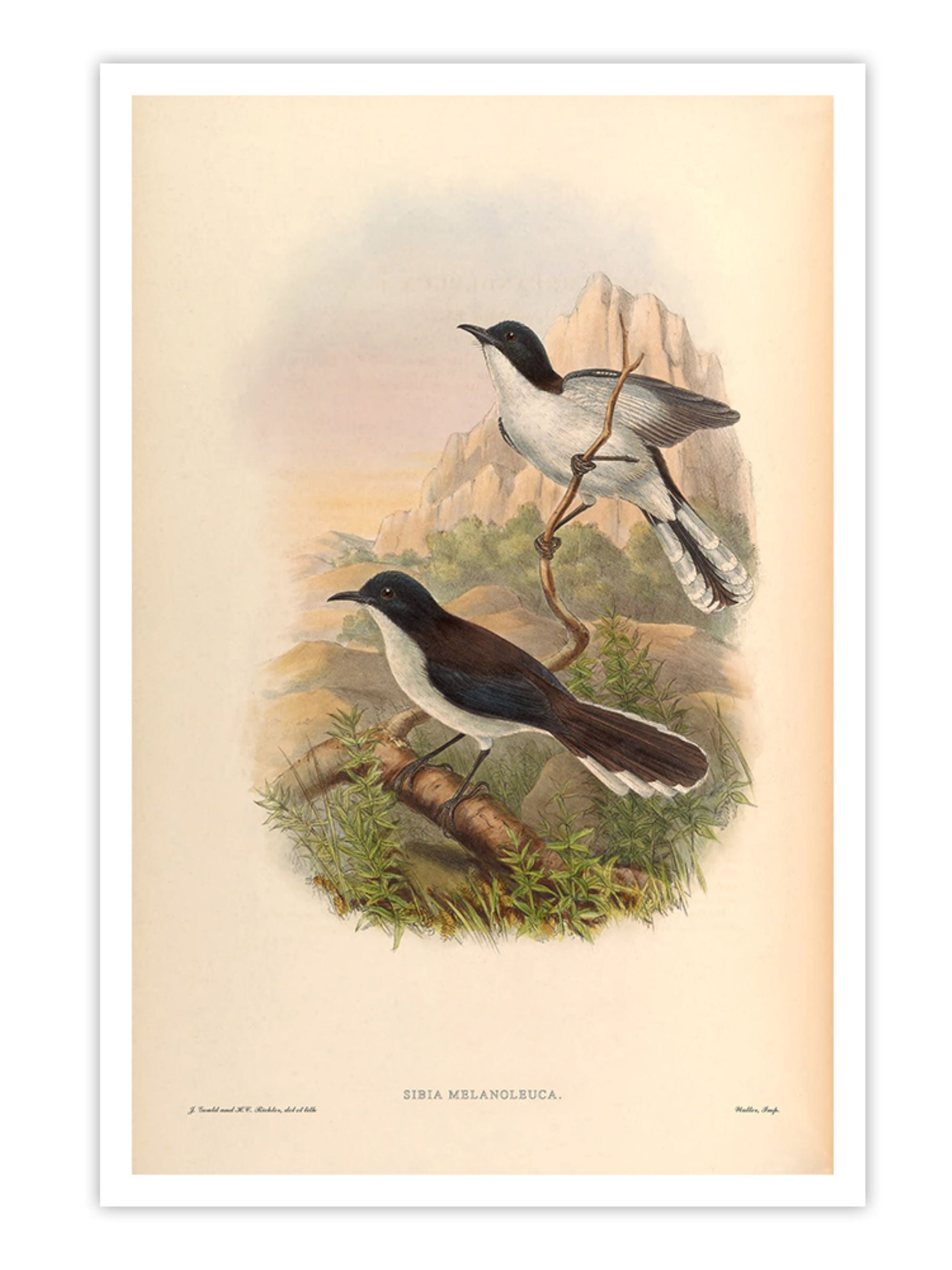 Wall Prints - Sibia Melanoleuca