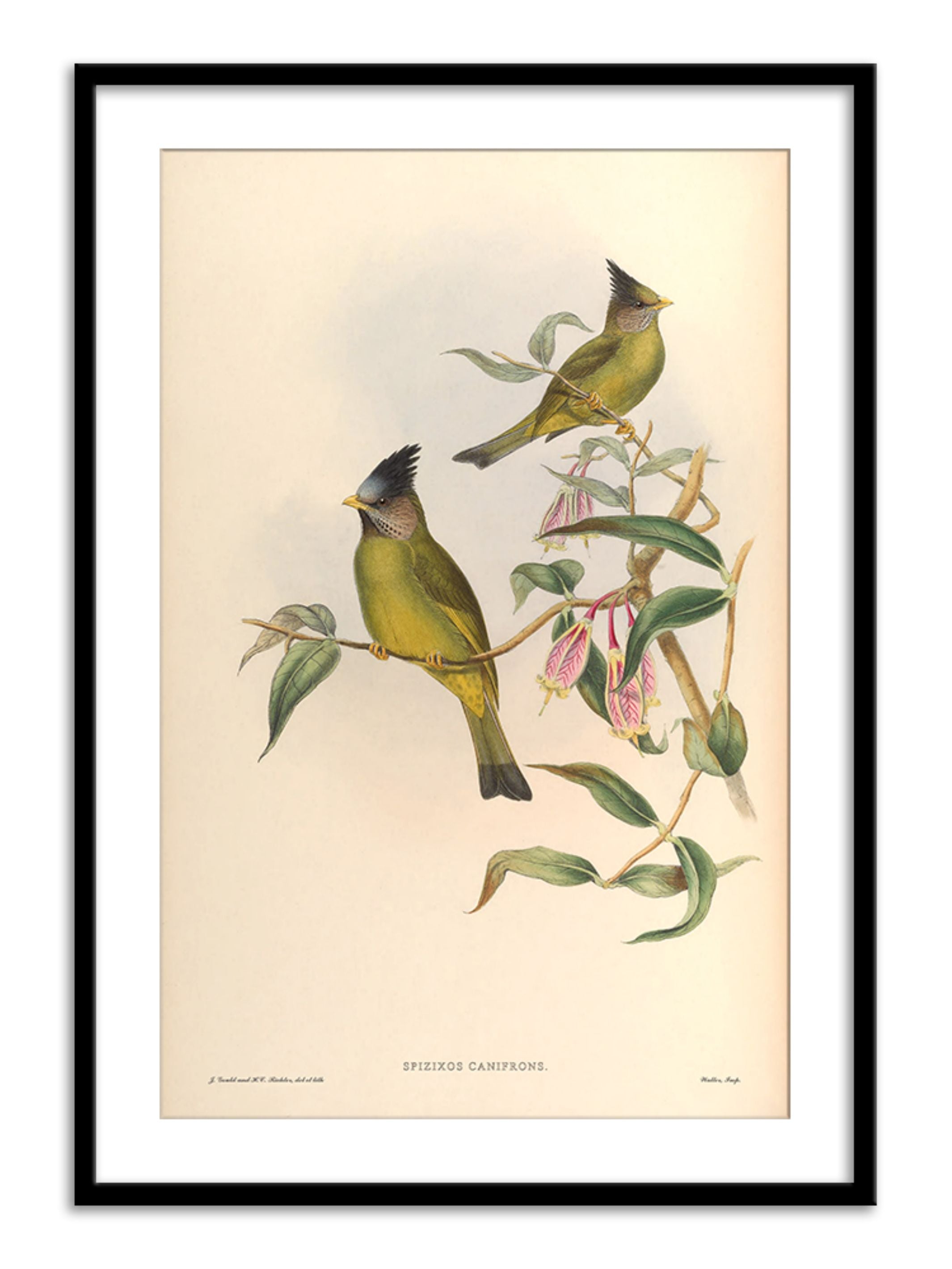 Wall Prints - Spizixos Canifrons