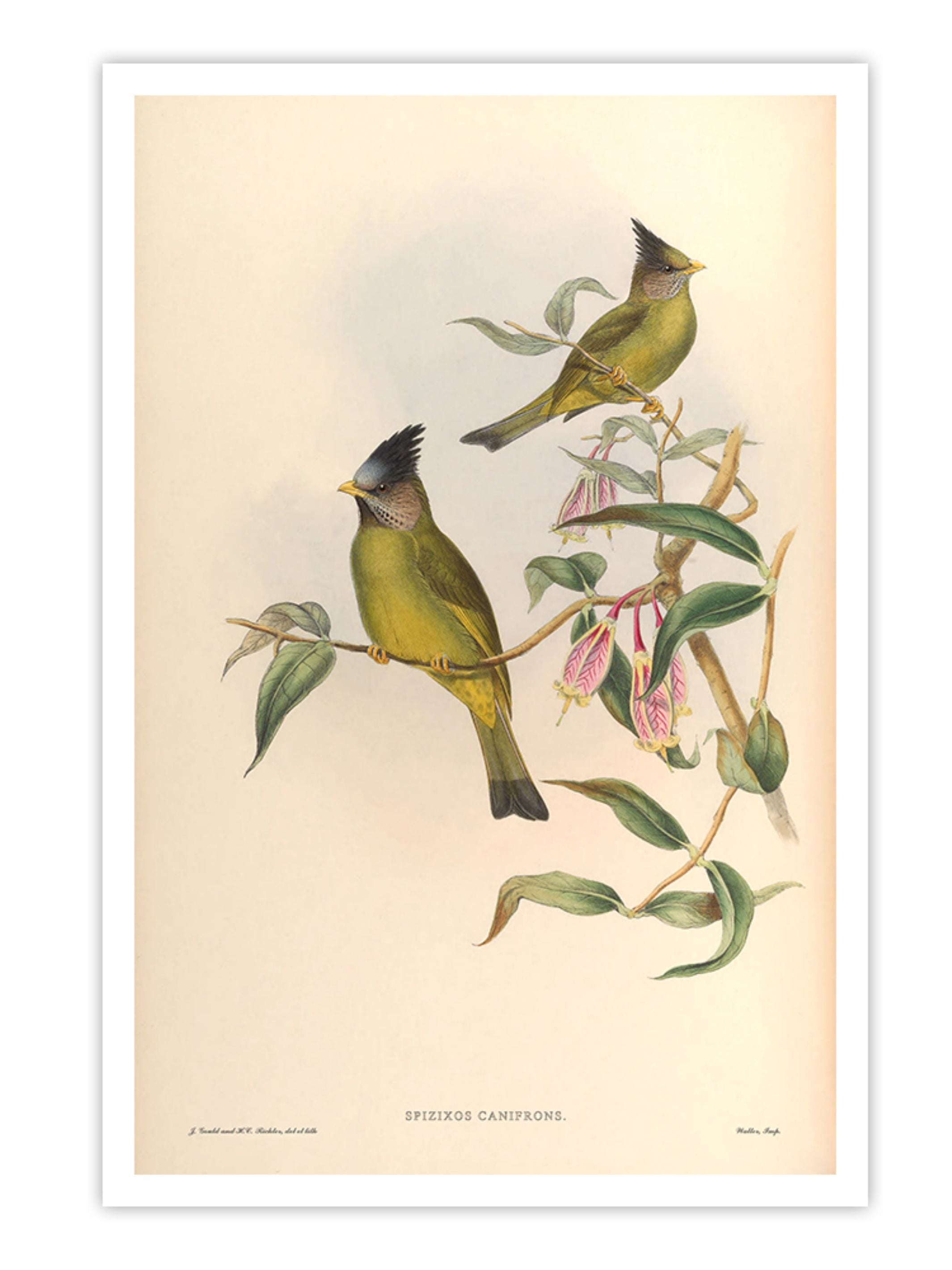 Wall Prints - Spizixos Canifrons