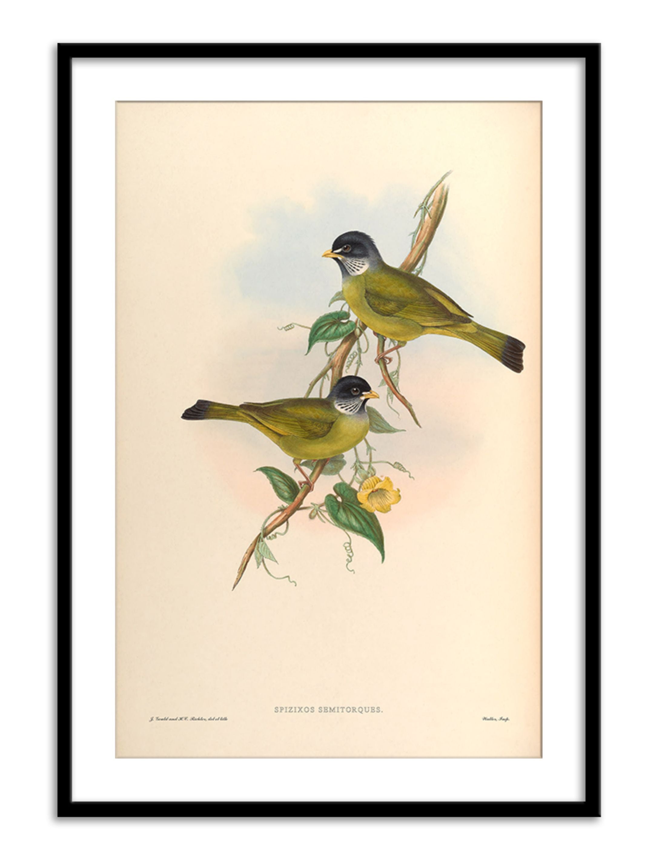 Wall Prints - Spizixos Semitorques