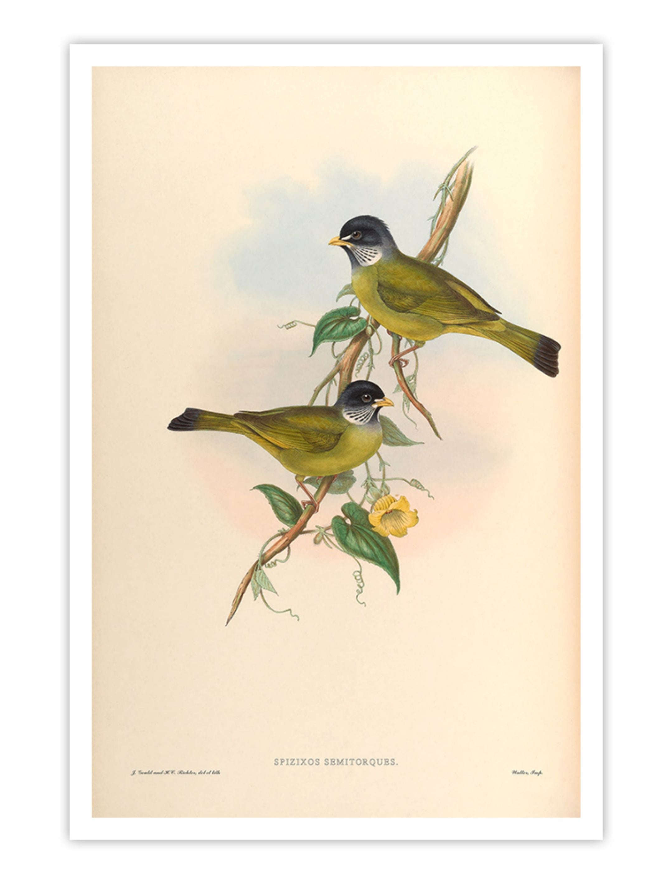 Wall Prints - Spizixos Semitorques