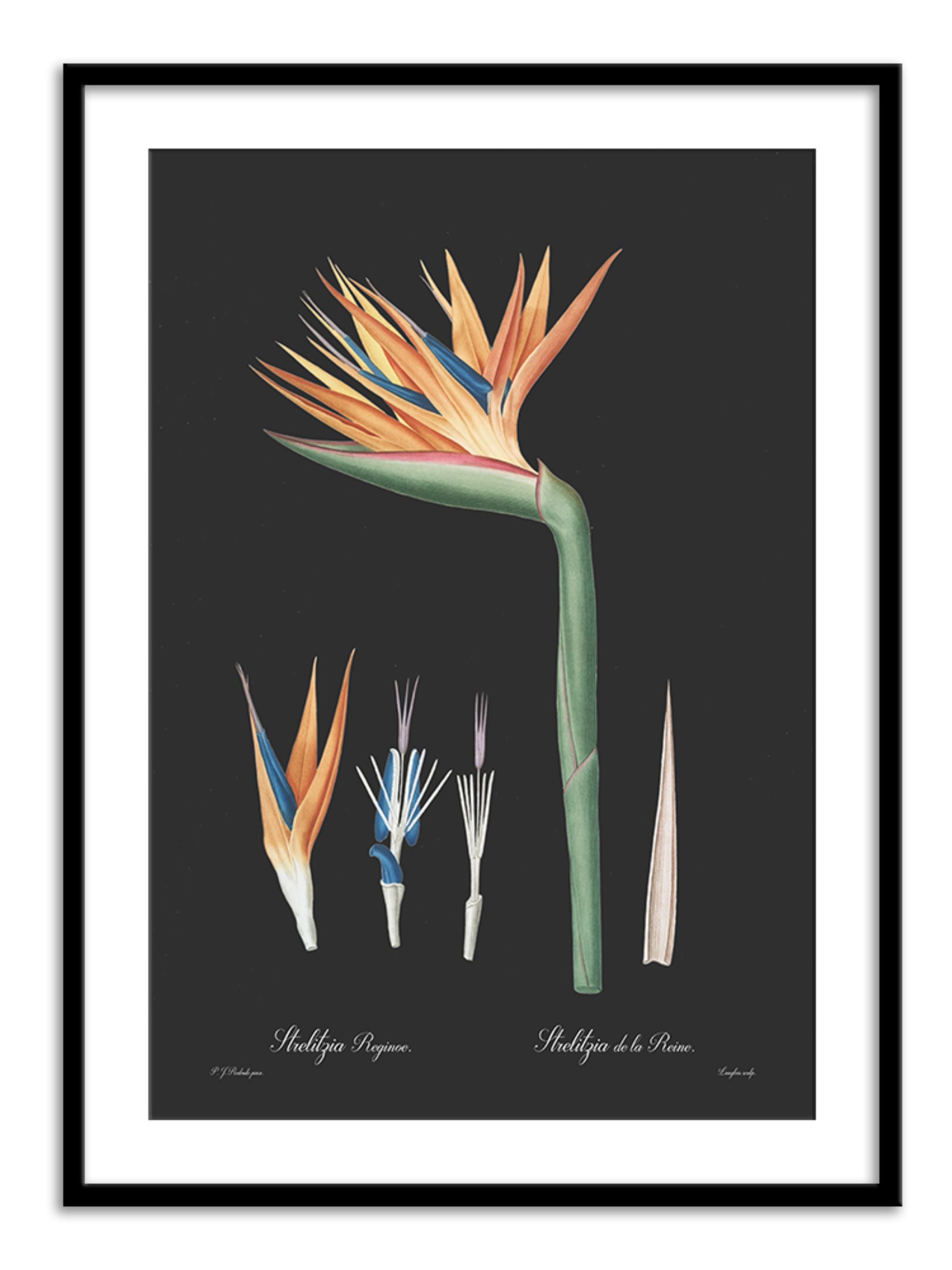 Wall Prints - Strelitzia reginoe - Dark