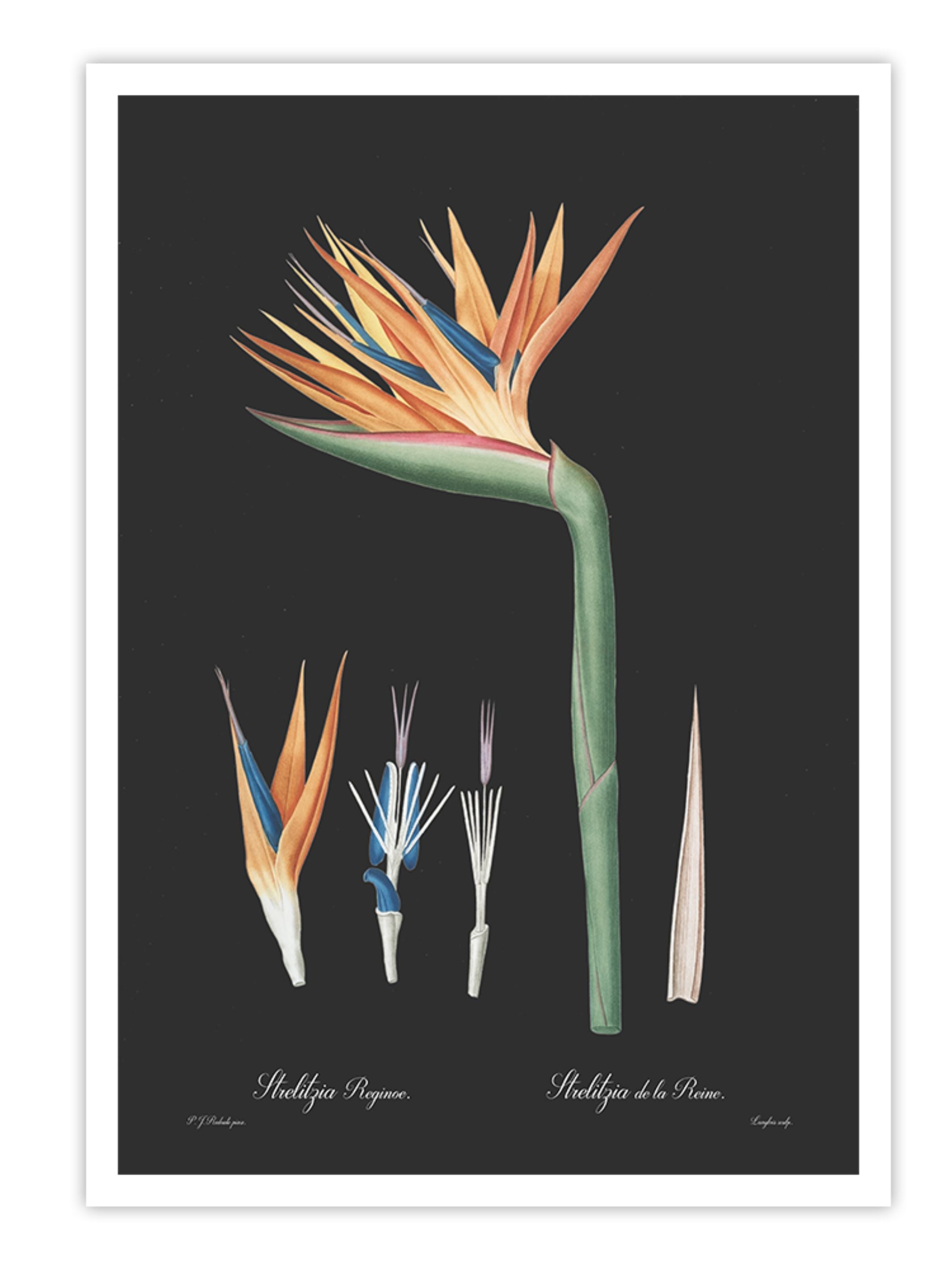 Wall Prints - Strelitzia reginoe - Dark