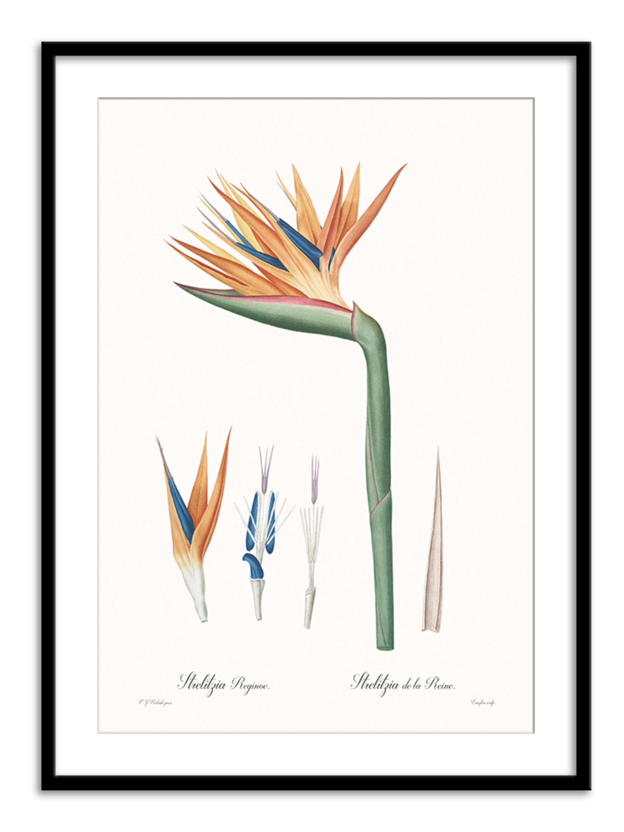 Wall Prints - Strelitzia reginoe