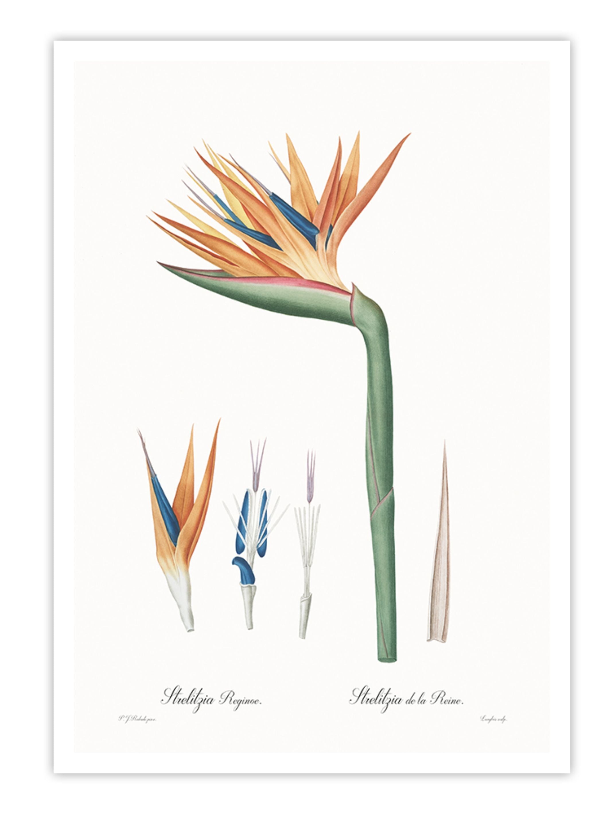 Wall Prints - Strelitzia reginoe