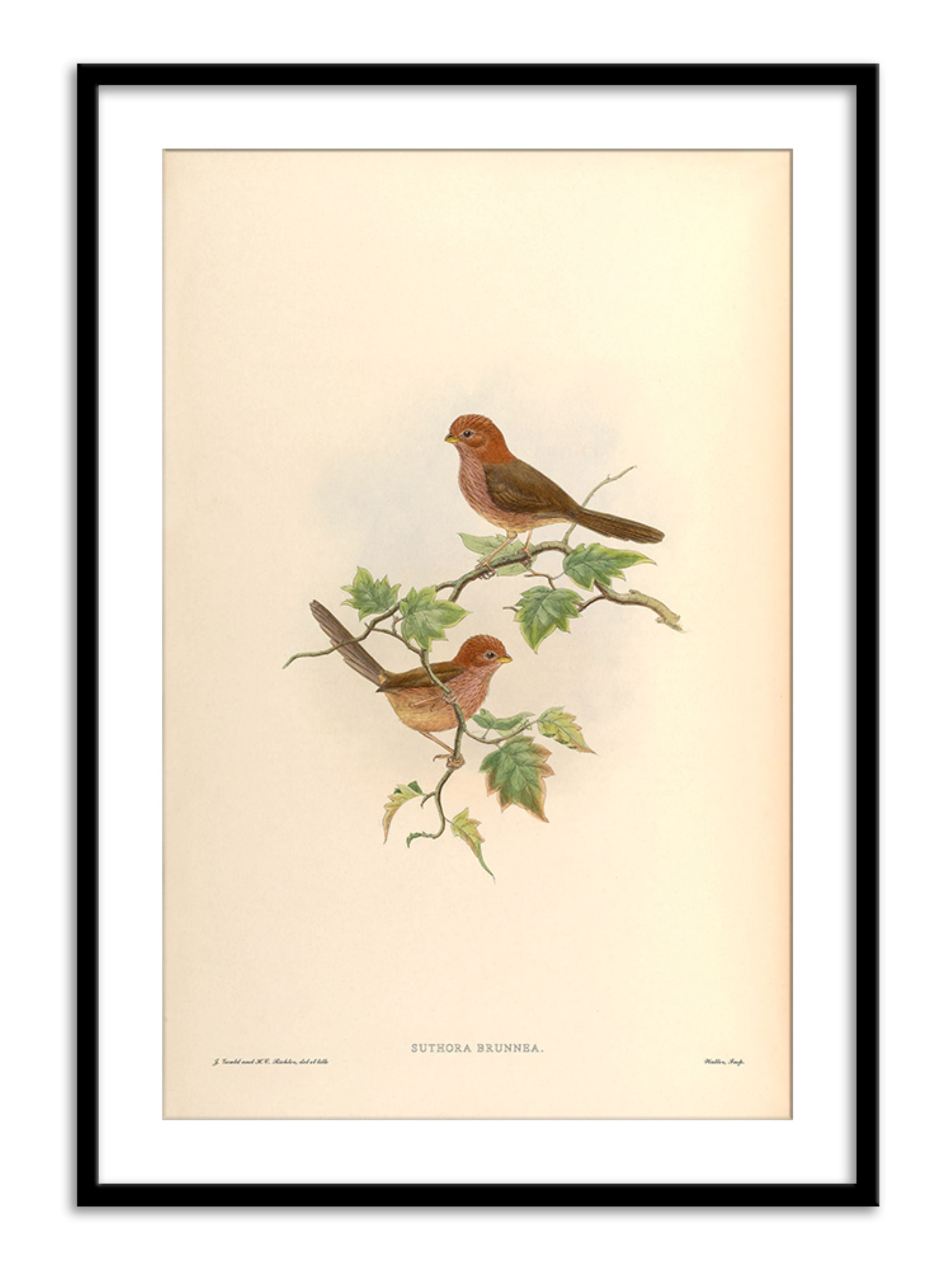 Wall Prints - Suthora Brunnea