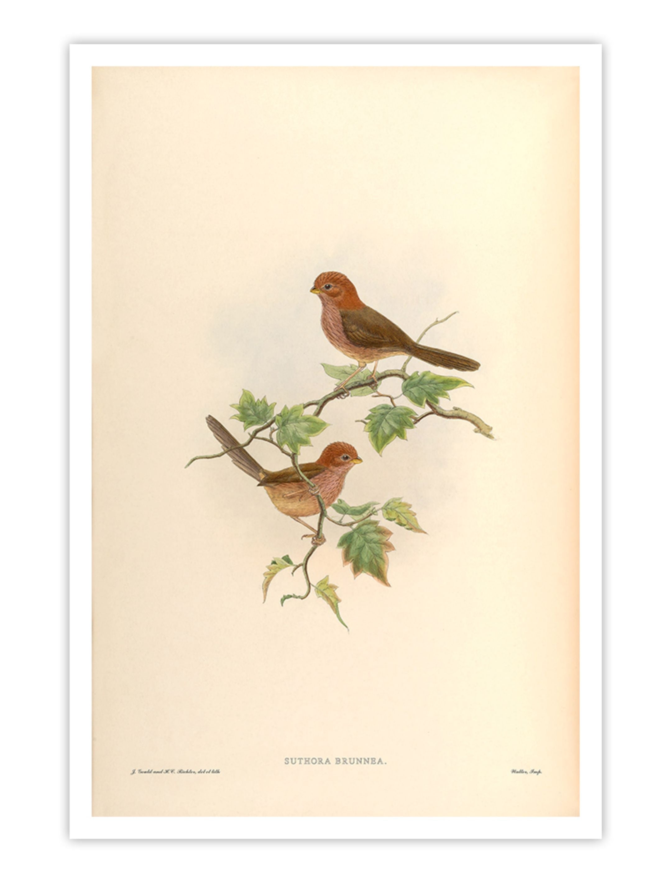 Wall Prints - Suthora Brunnea