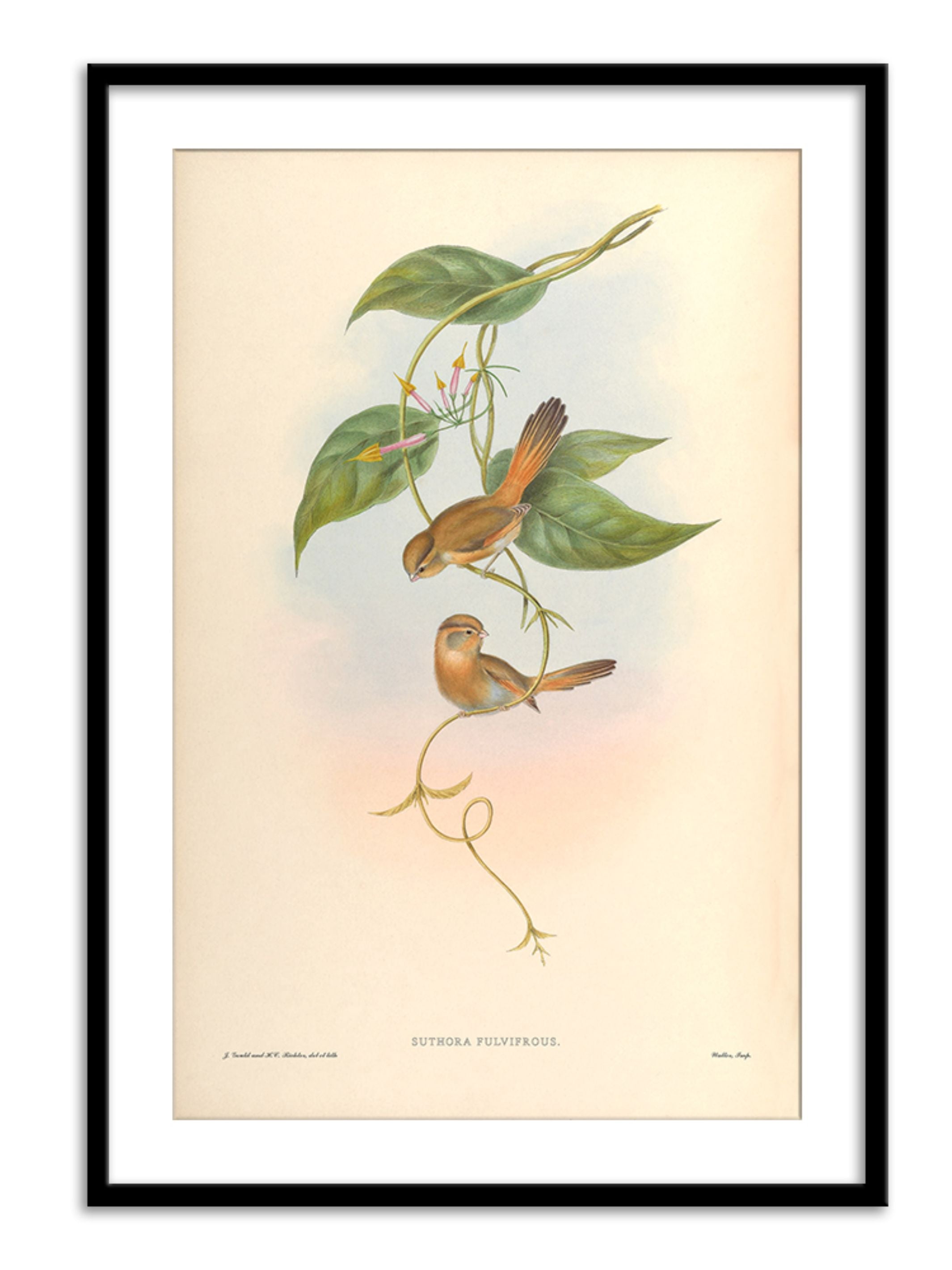 Wall Prints - Suthora Fulvifrous