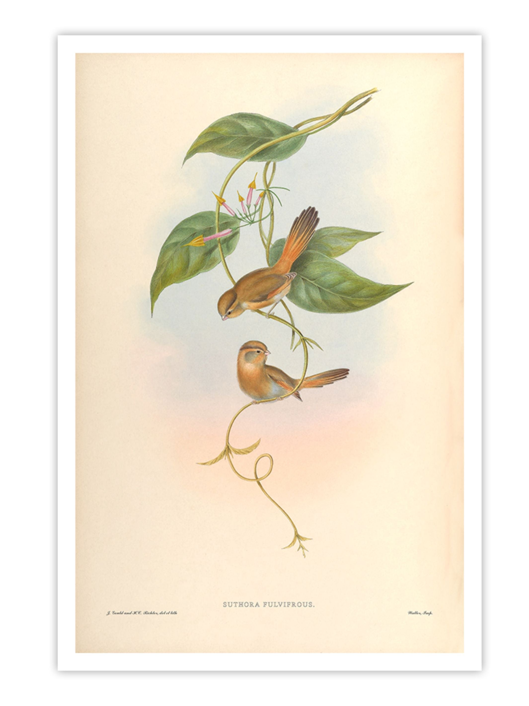 Wall Prints - Suthora Fulvifrous