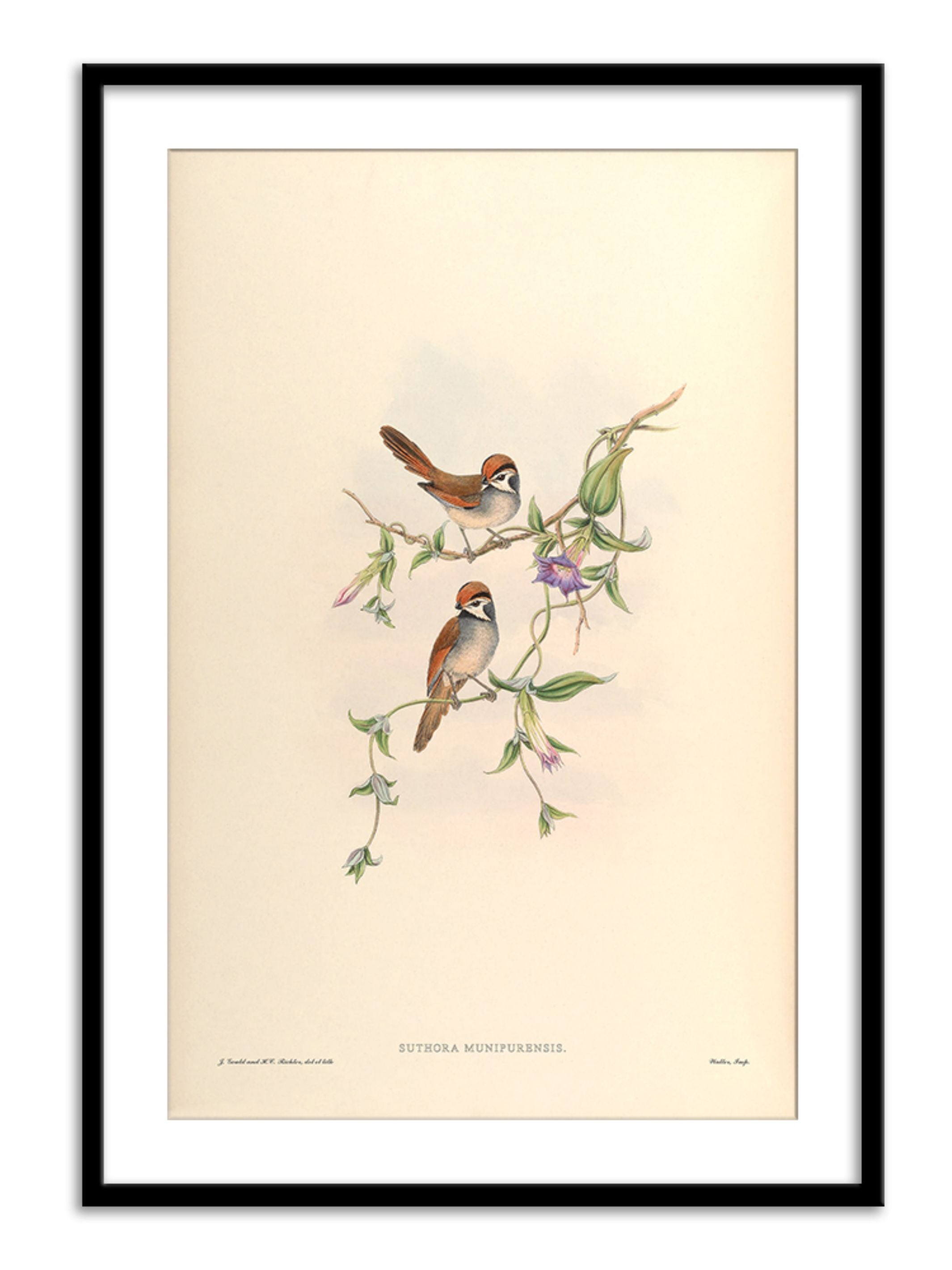 Wall Prints - Suthora Munipurensis