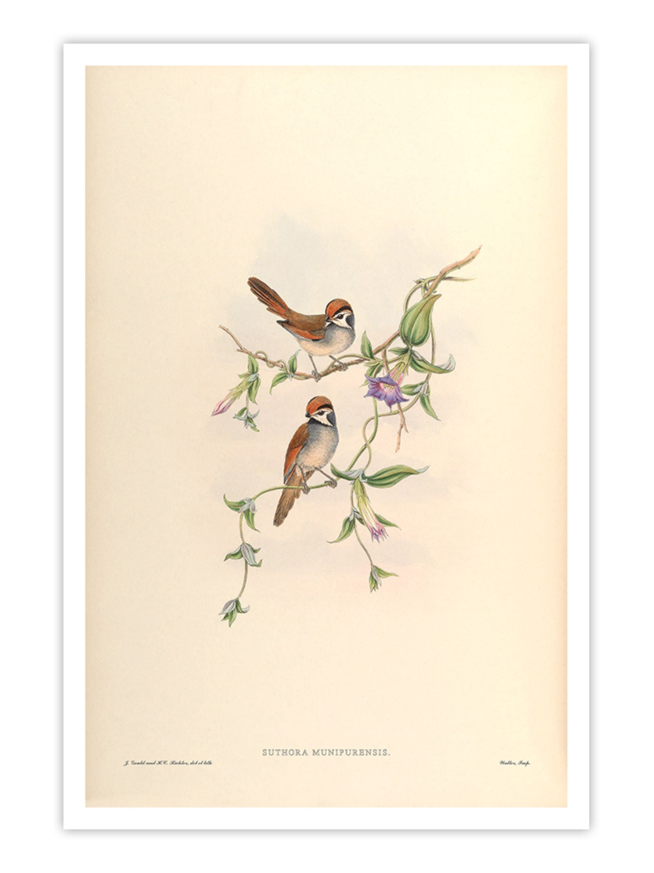 Wall Prints - Suthora Munipurensis