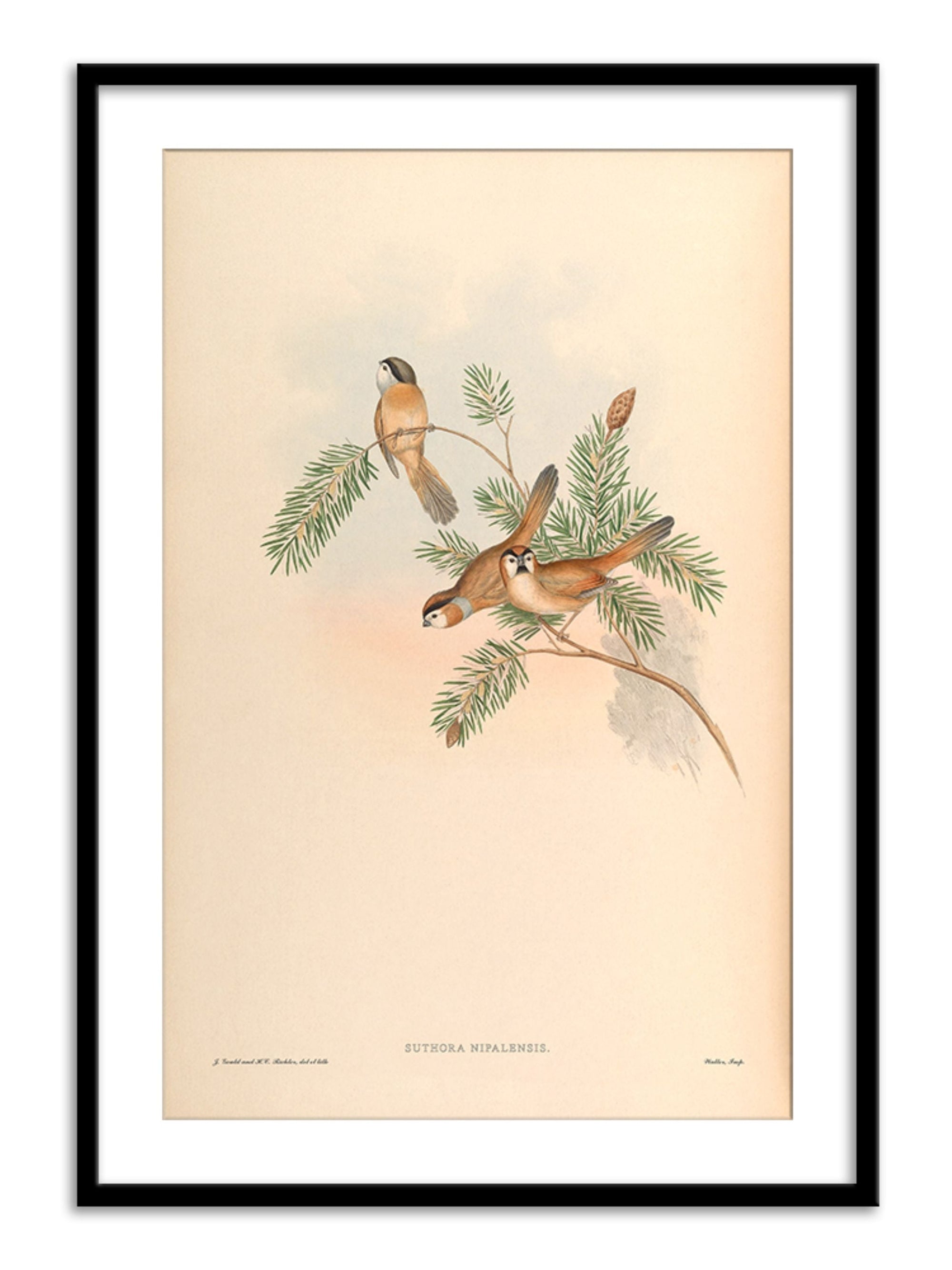 Wall Prints - Suthora Nipalensis