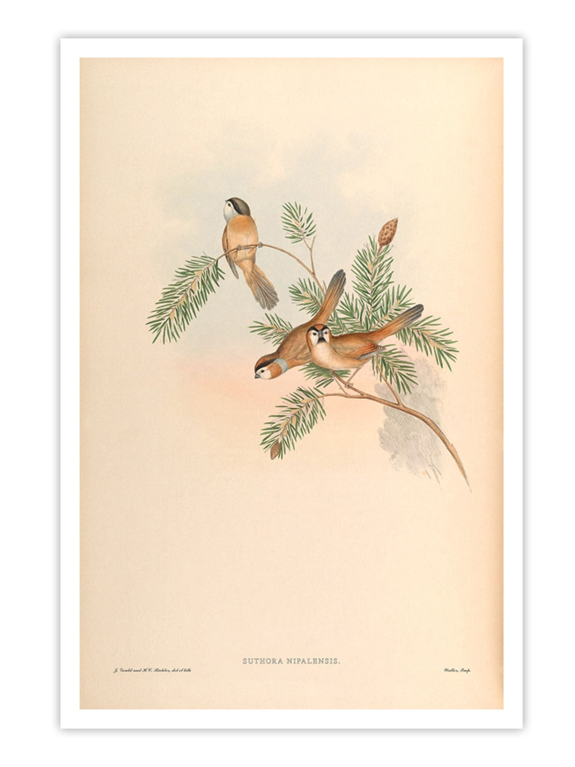 Wall Prints - Suthora Nipalensis