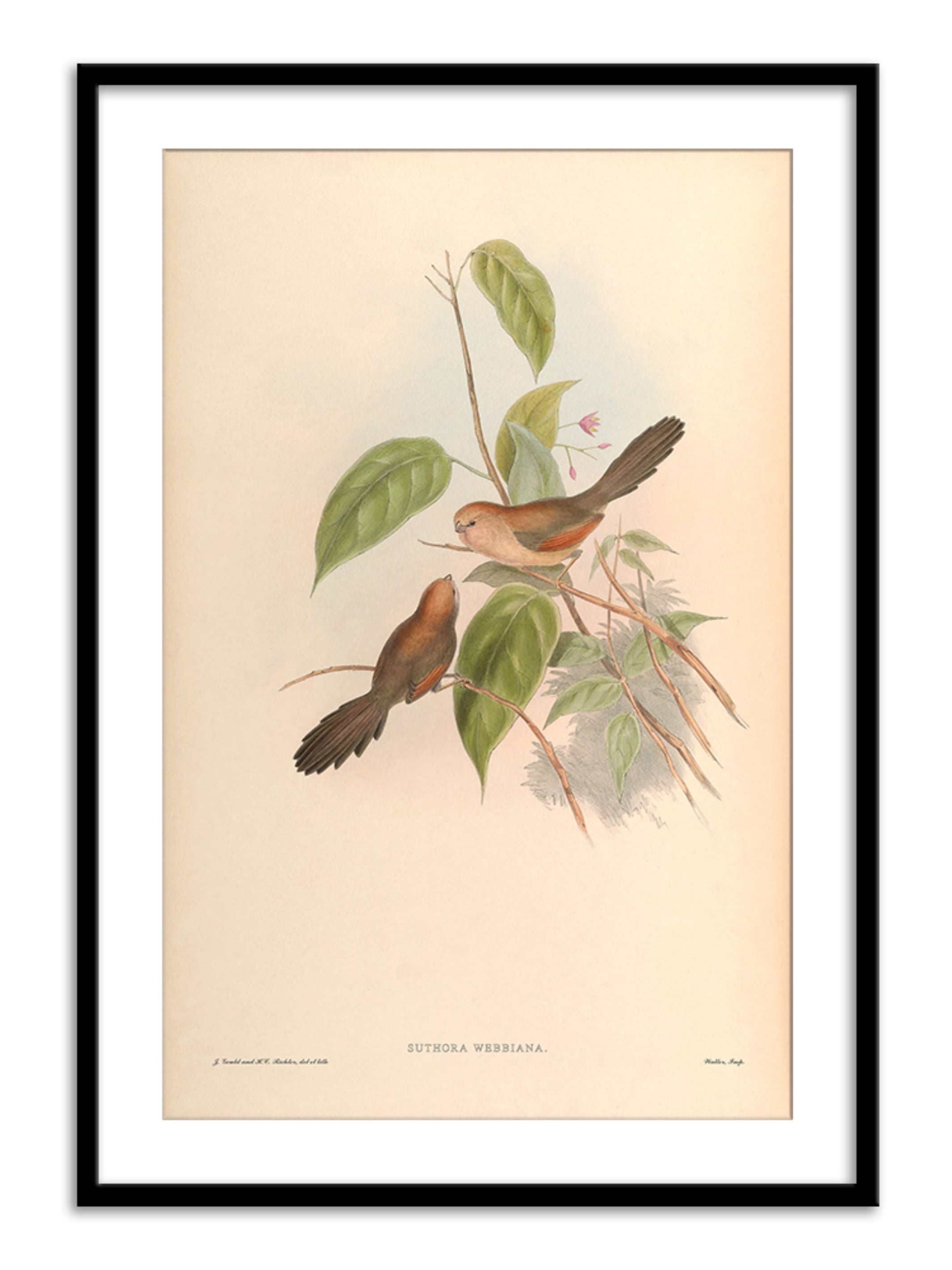 Wall Prints - Suthora Webbiana