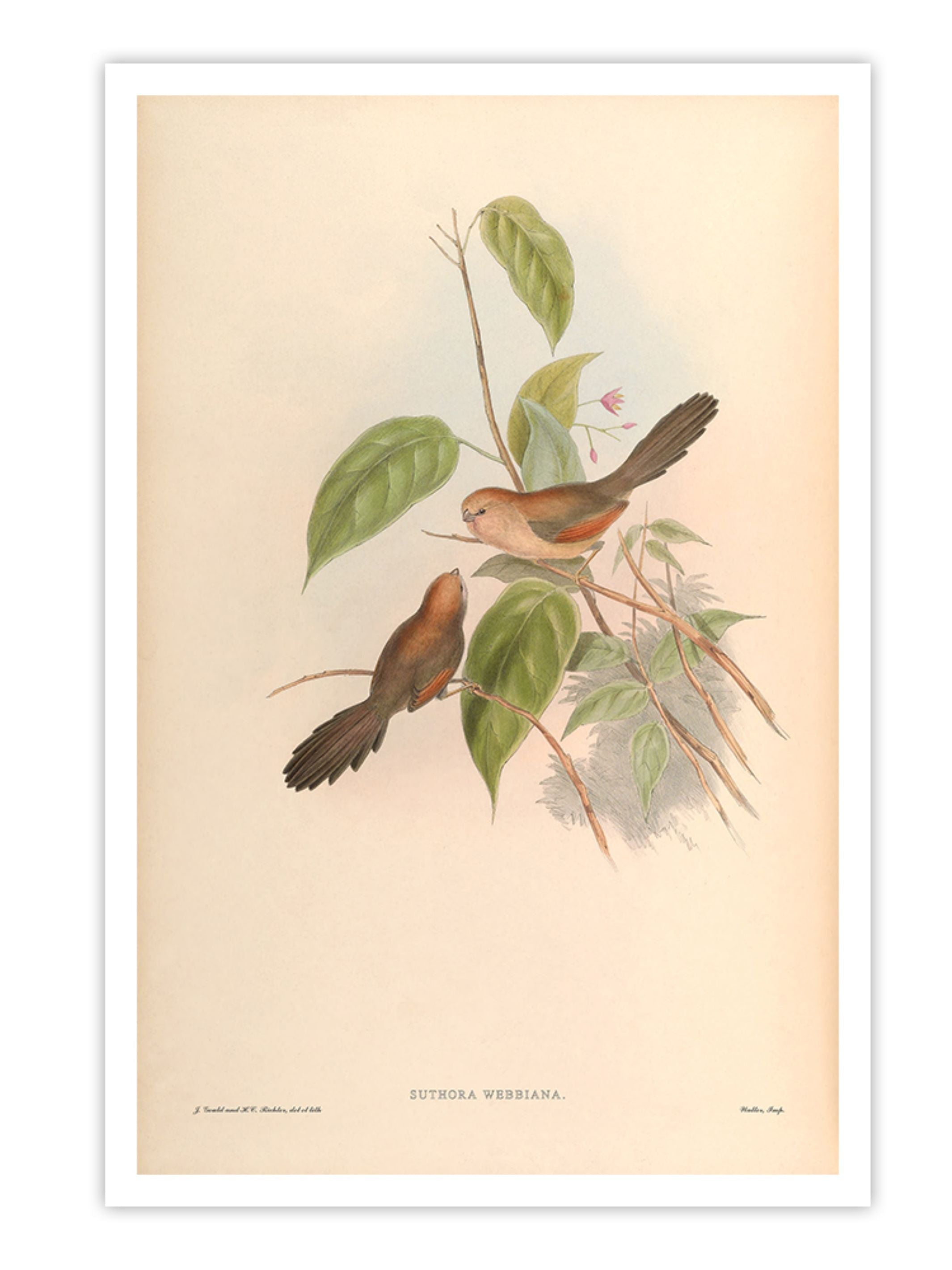 Wall Prints - Suthora Webbiana