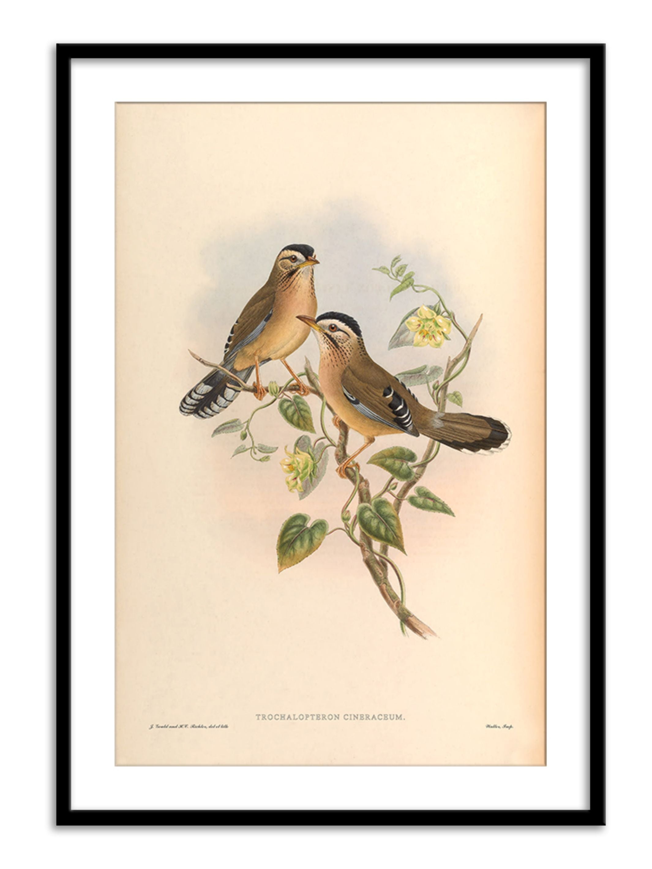 Wall Prints - Trochalopteron Cineraceum