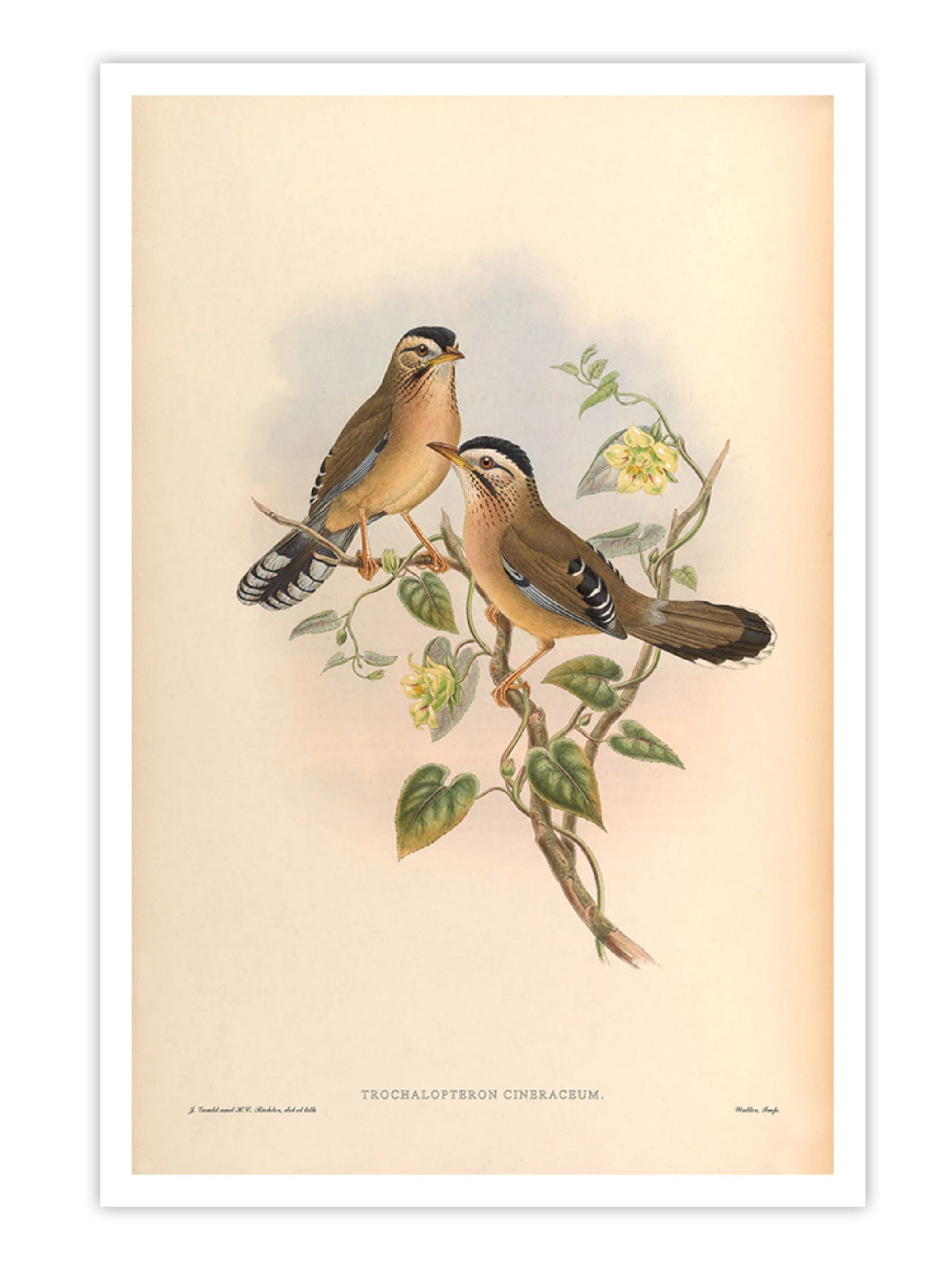 Wall Prints - Trochalopteron Cineraceum