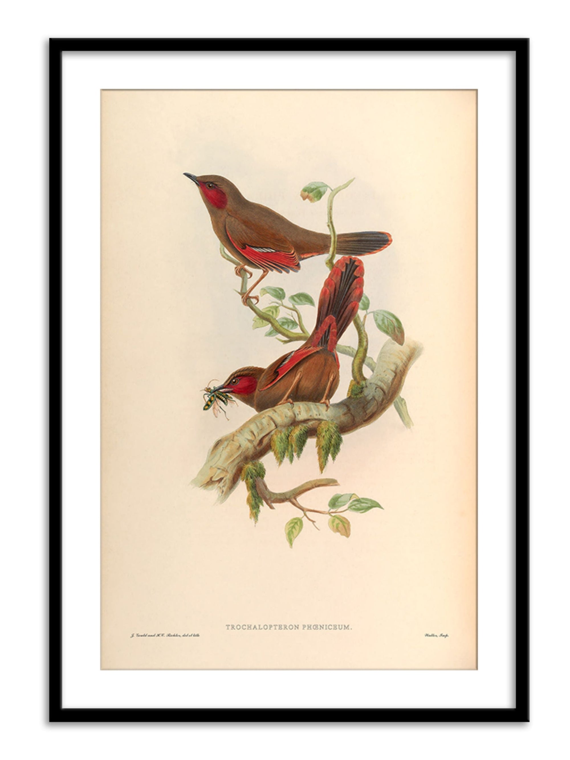 Wall Prints - Trochalopteron Phoeniceum
