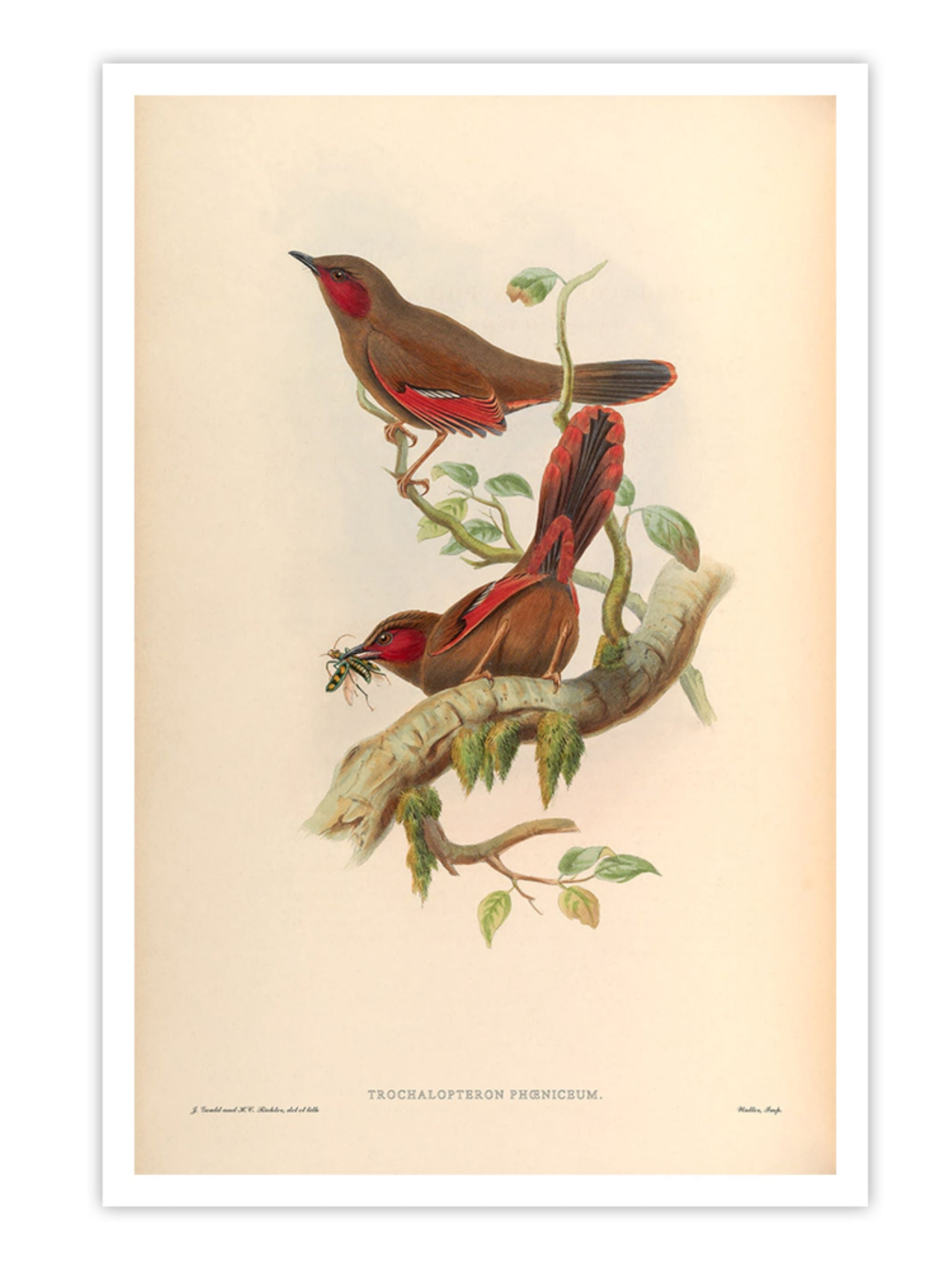 Wall Prints - Trochalopteron Phoeniceum