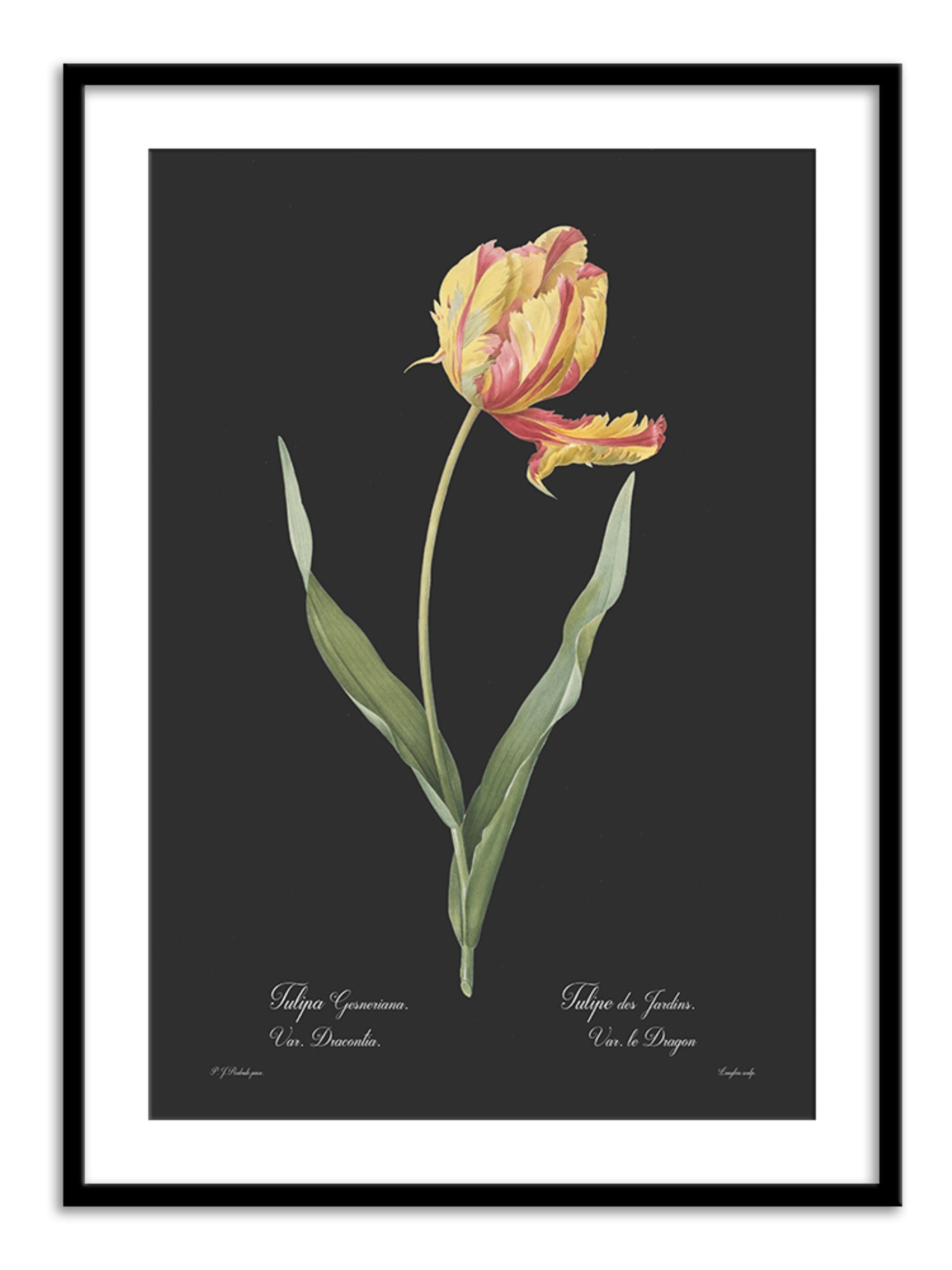 Wall Prints - Tulipa gesneriana - Dark